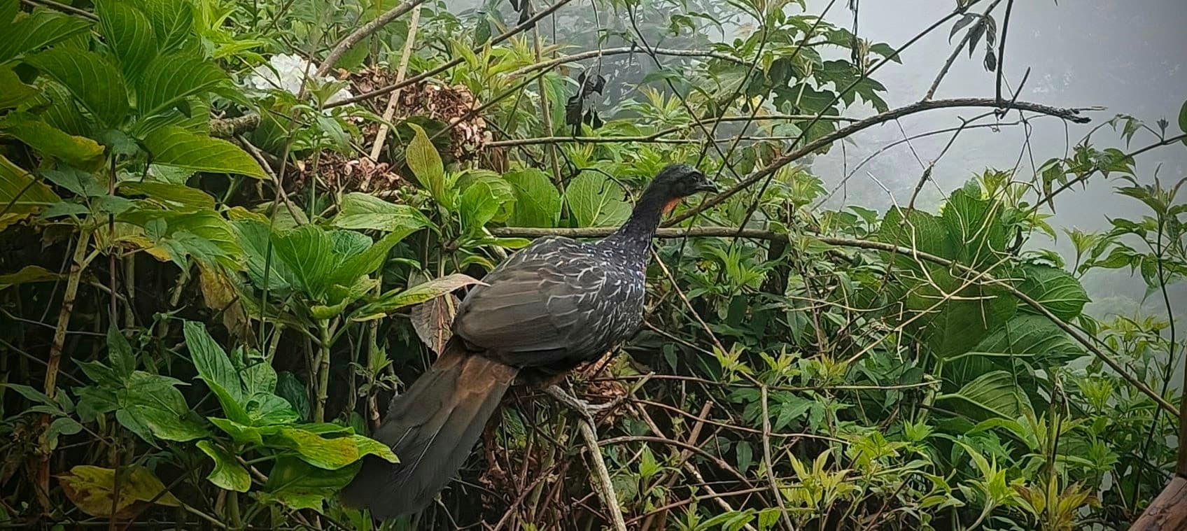 Dusky-legged guan perched among dense green vegetation beside the mountain road.