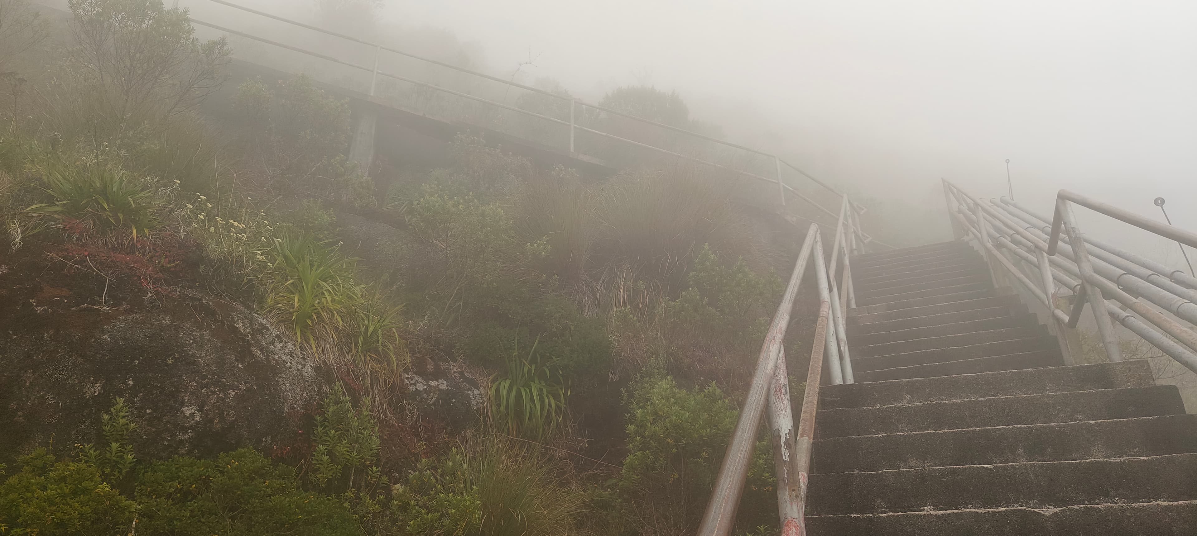 Steep concrete steps with metal handrails climbing into dense fog on Pico da Caledonia.