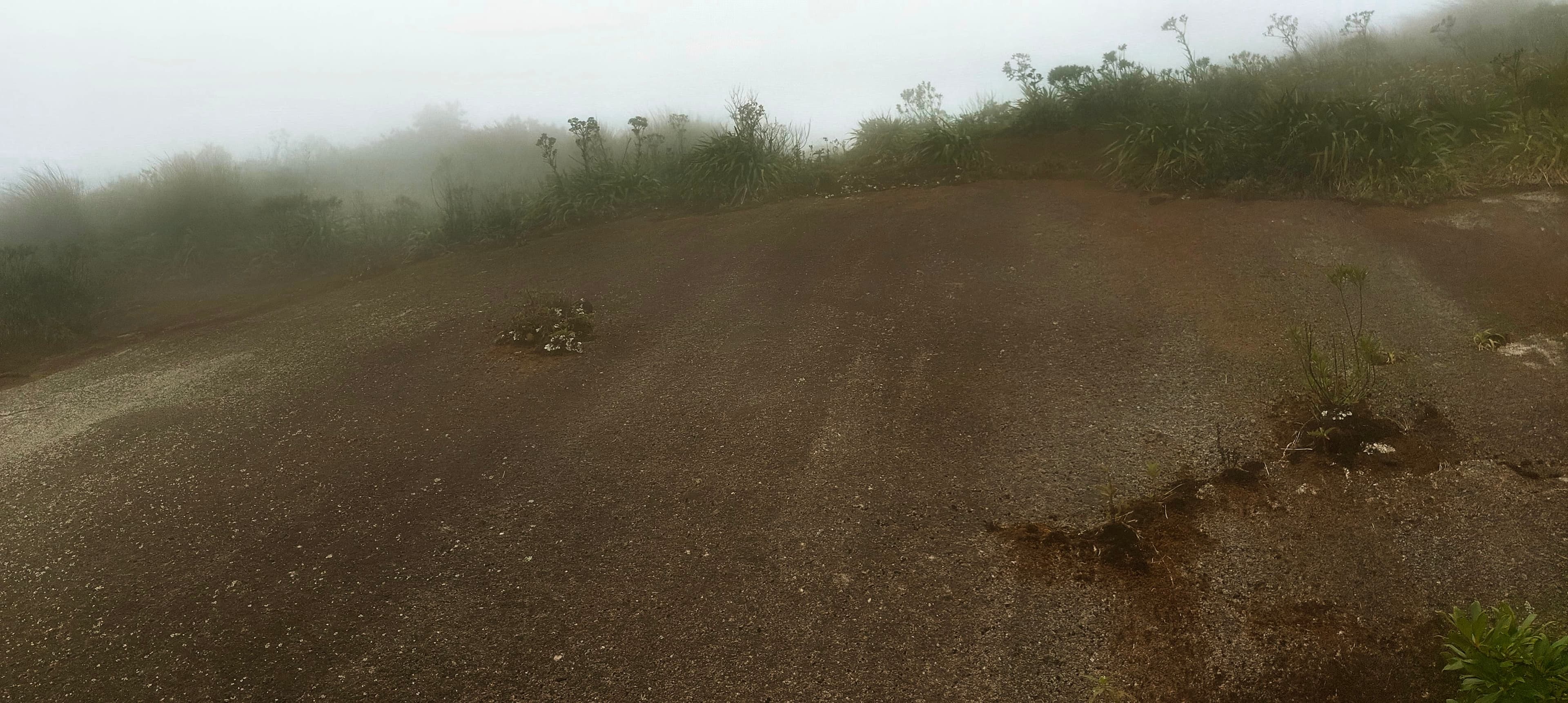 Broad reddish rock slabs with low plants and fog on the upper slopes of Pico da Caledonia.