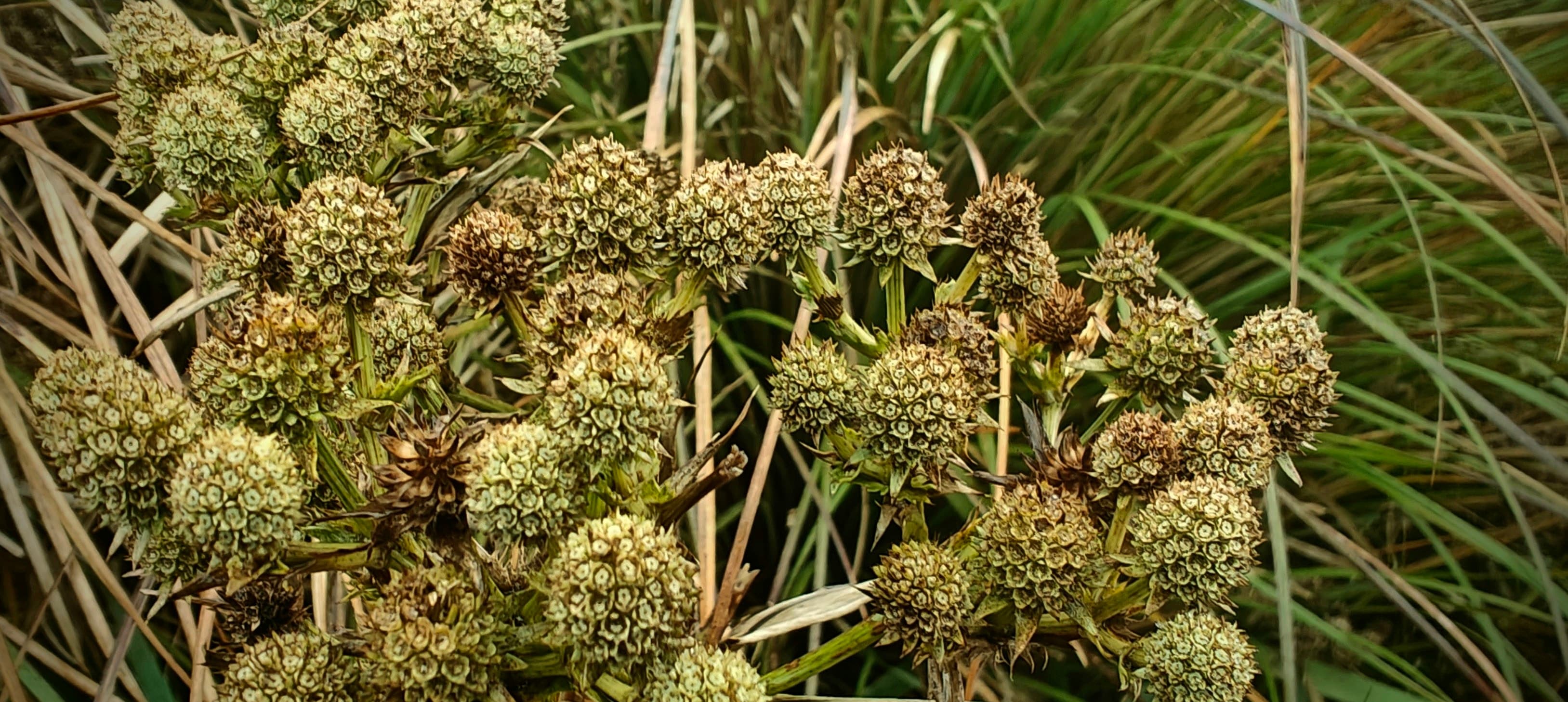 Dense pale flower heads and grasses growing in low vegetation near the summit.