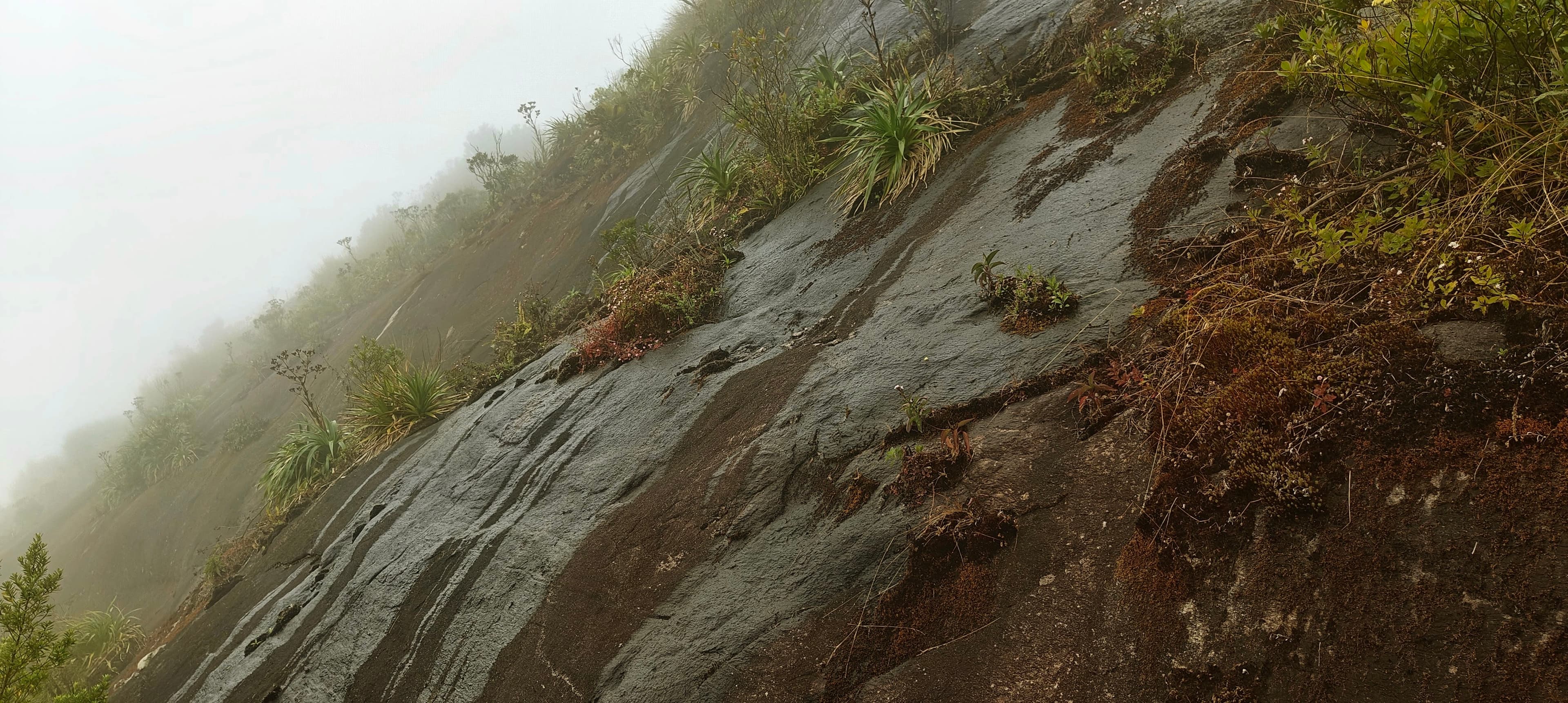 Wet sloping rock with low vegetation disappearing into cloud on Pico da Caledonia.