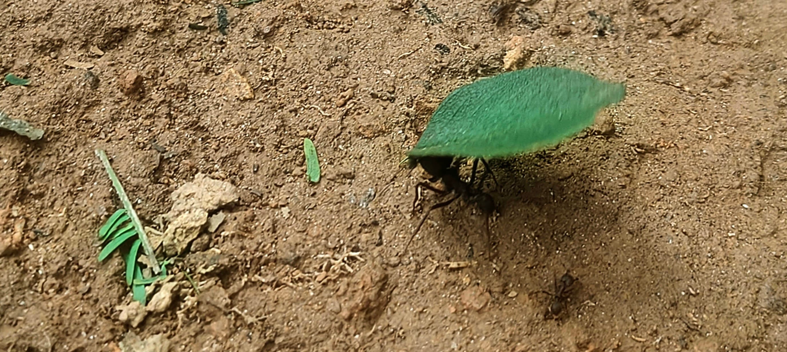 Leaf-cutter ant carrying a large green leaf fragment across bare soil.