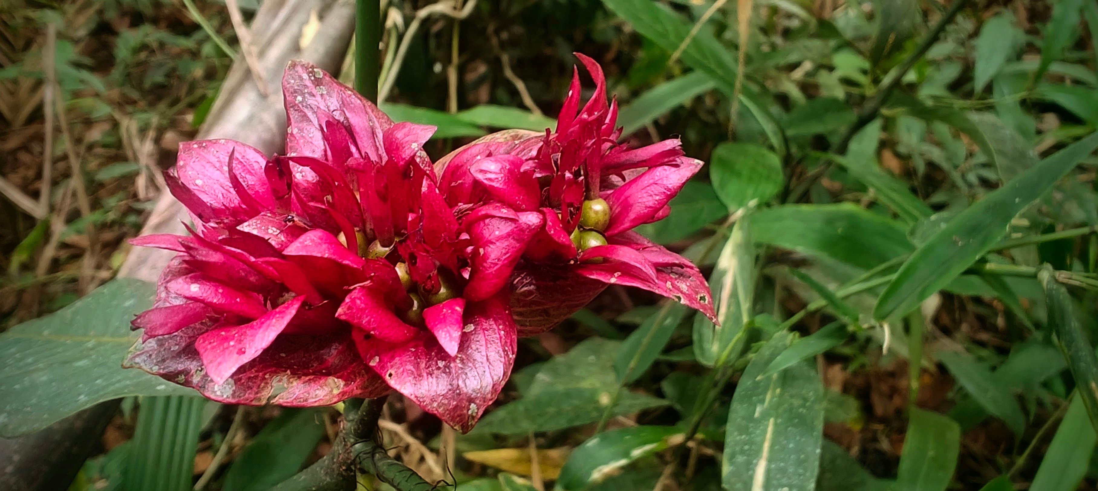 Vivid pink clustered flowers with glossy bracts surrounded by long green leaves.