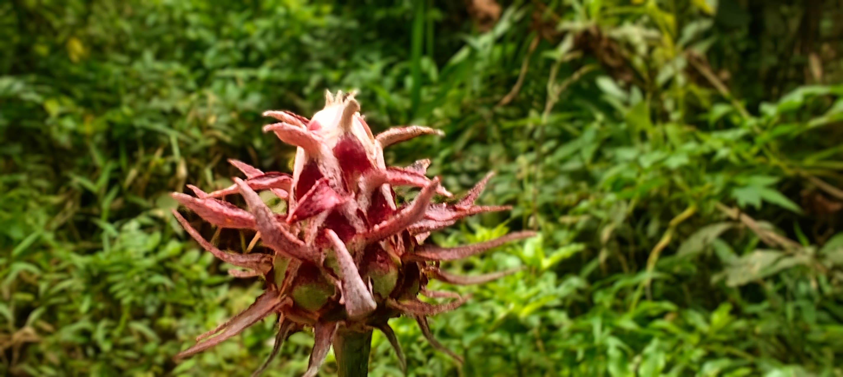 Pink star-shaped flower cluster against ferns and dense green vegetation.