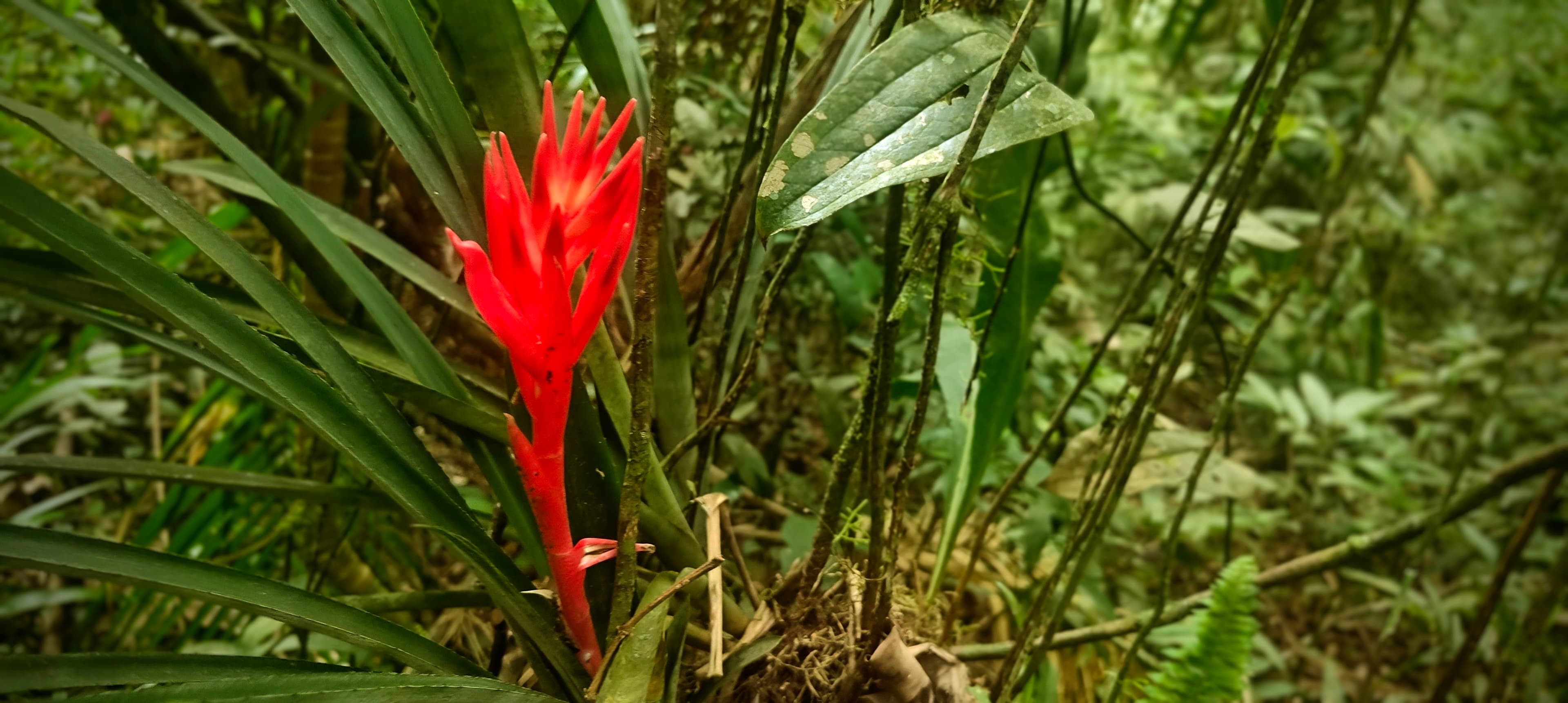 Bright red bromeliad flower spike rising from long green leaves in dense forest.