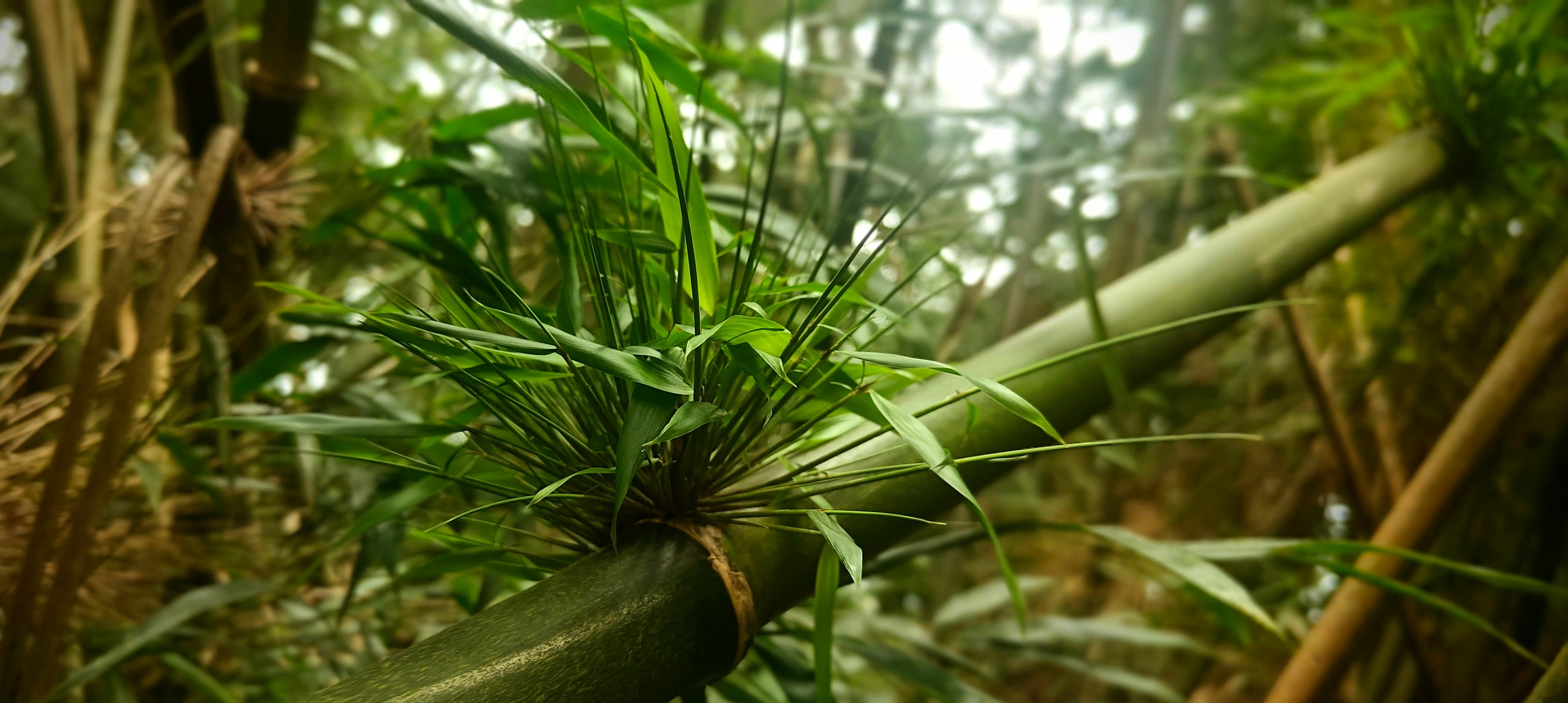 Green bamboo stems and narrow leaves crossing through dense humid forest.