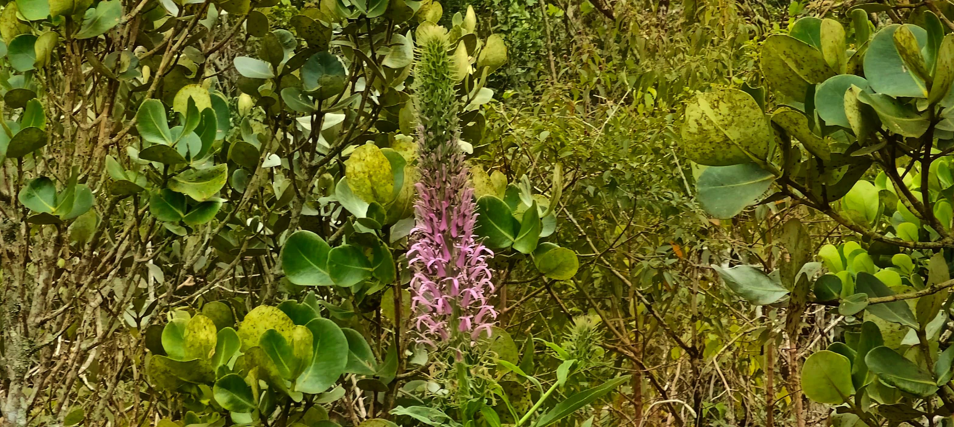 Tall purple flower spike rising among green leaves and low highland shrubs.