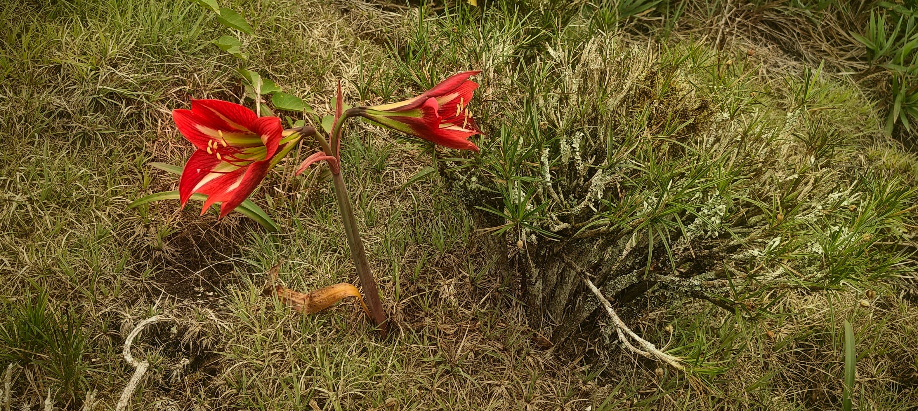Two red lily-like flowers on a slender stem growing among grass and low shrubs.