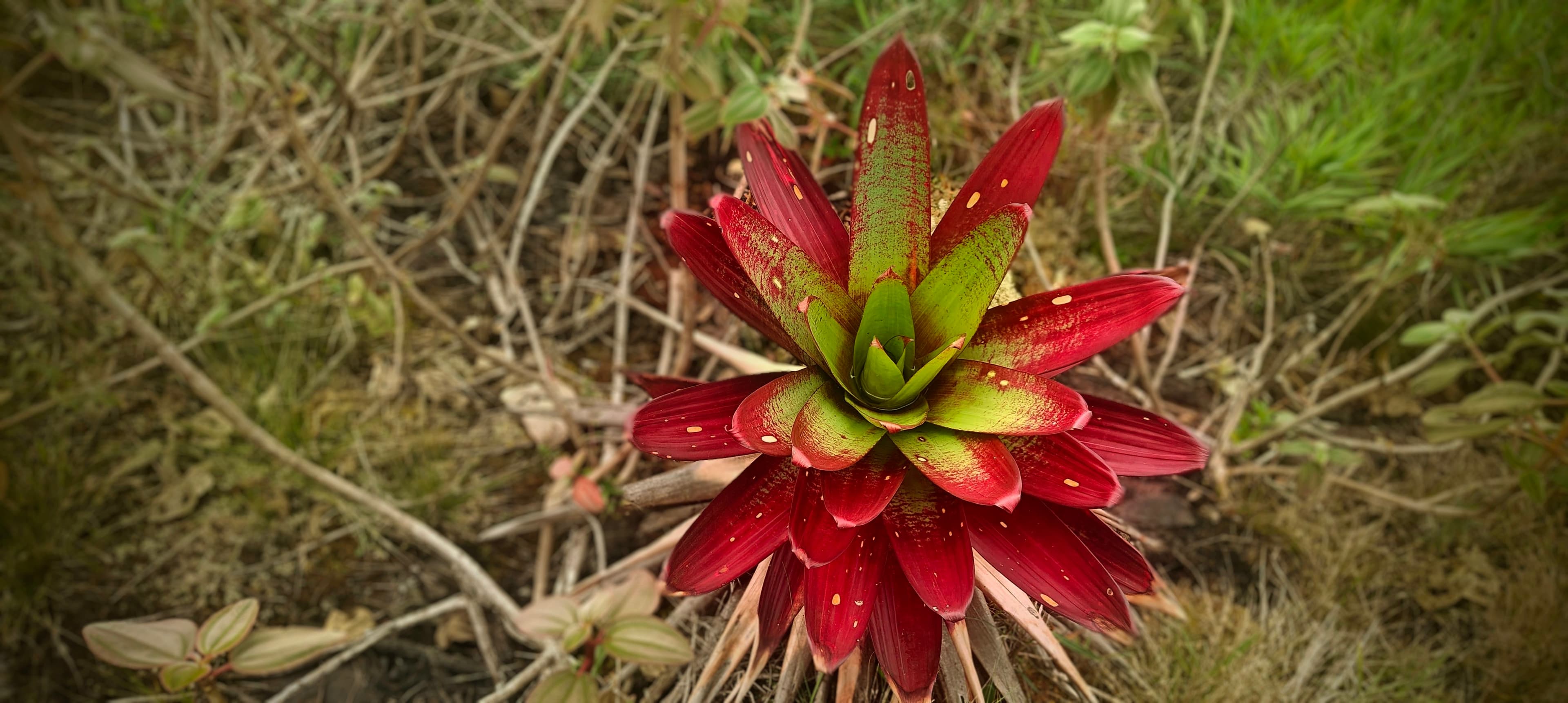 Red bromeliad rosette with a green centre growing among grass and scrub.