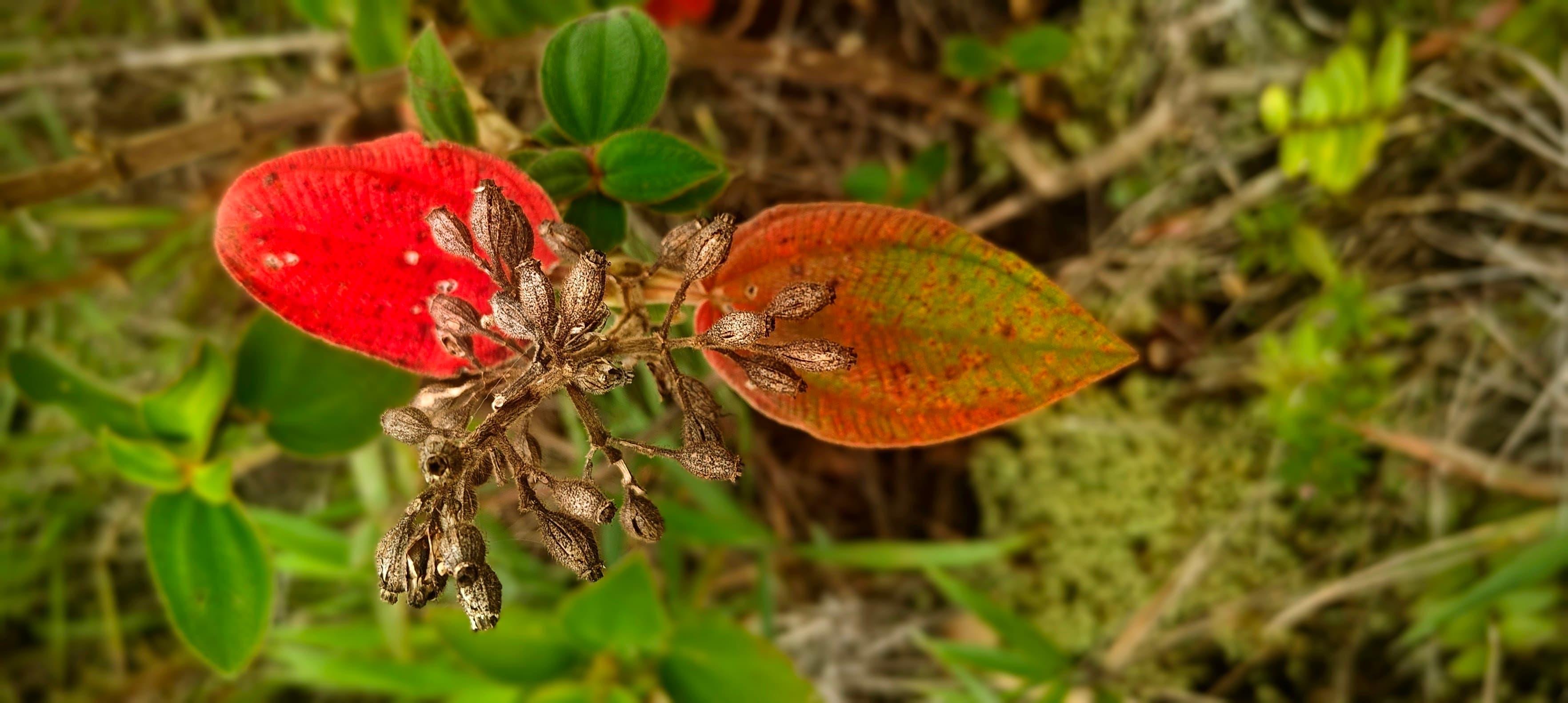 Small plant with vivid red and orange leaves surrounded by green highland vegetation.