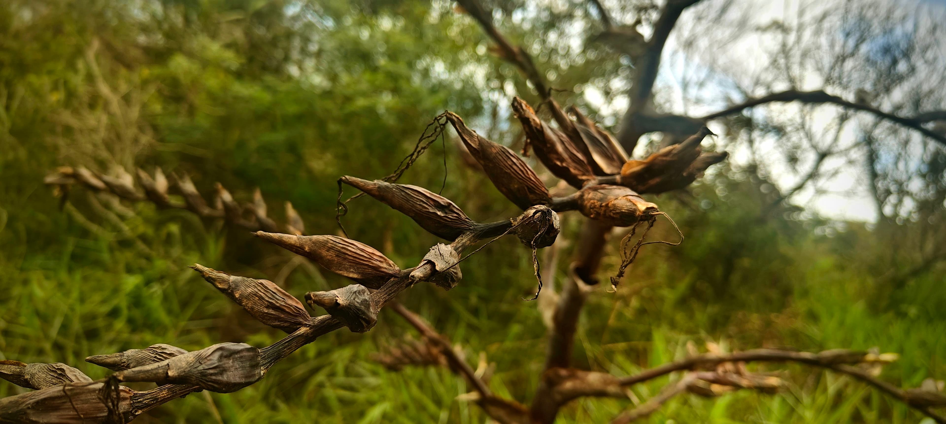 Dry branching seed stalk with dark pods against blurred highland vegetation.