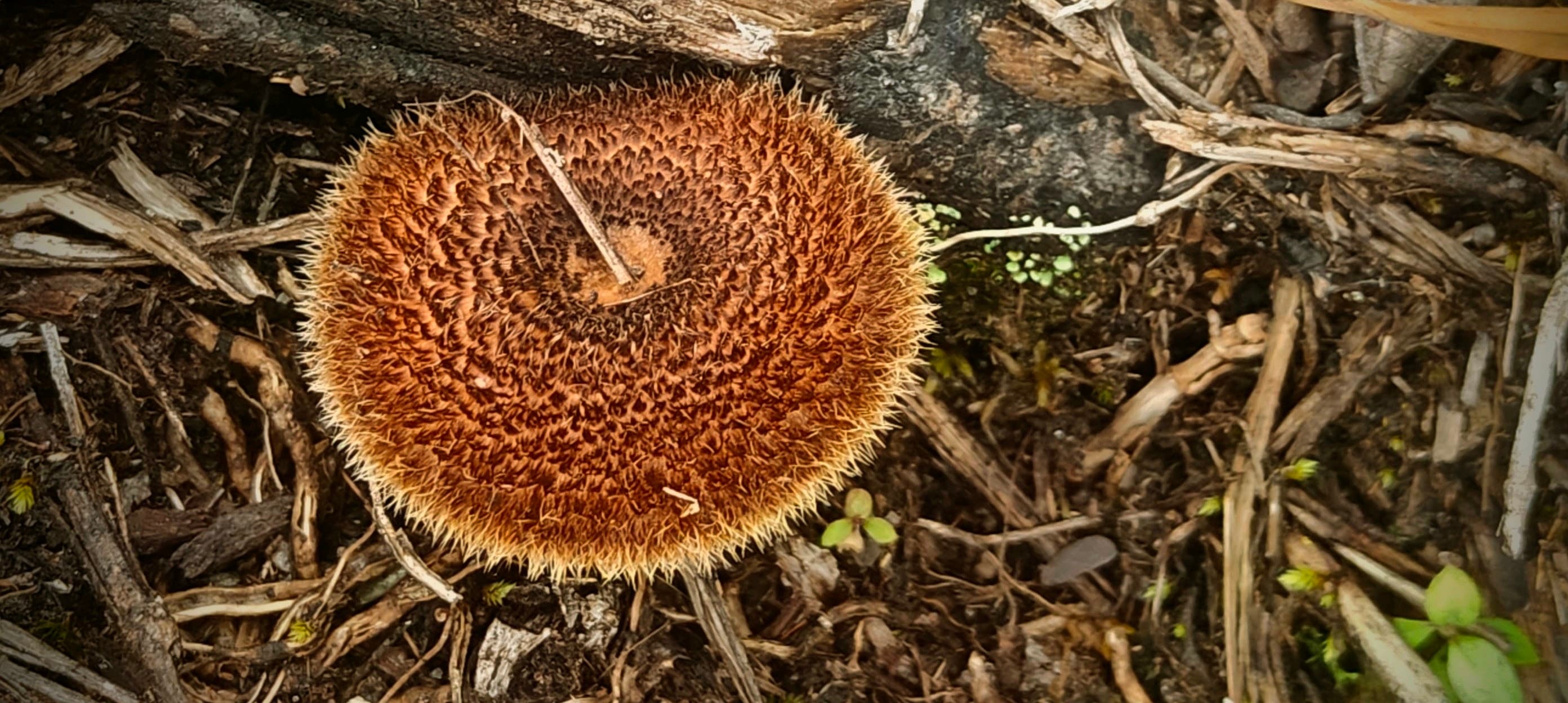 Round brown bristly growth resting among leaf litter and small plants on the forest floor.