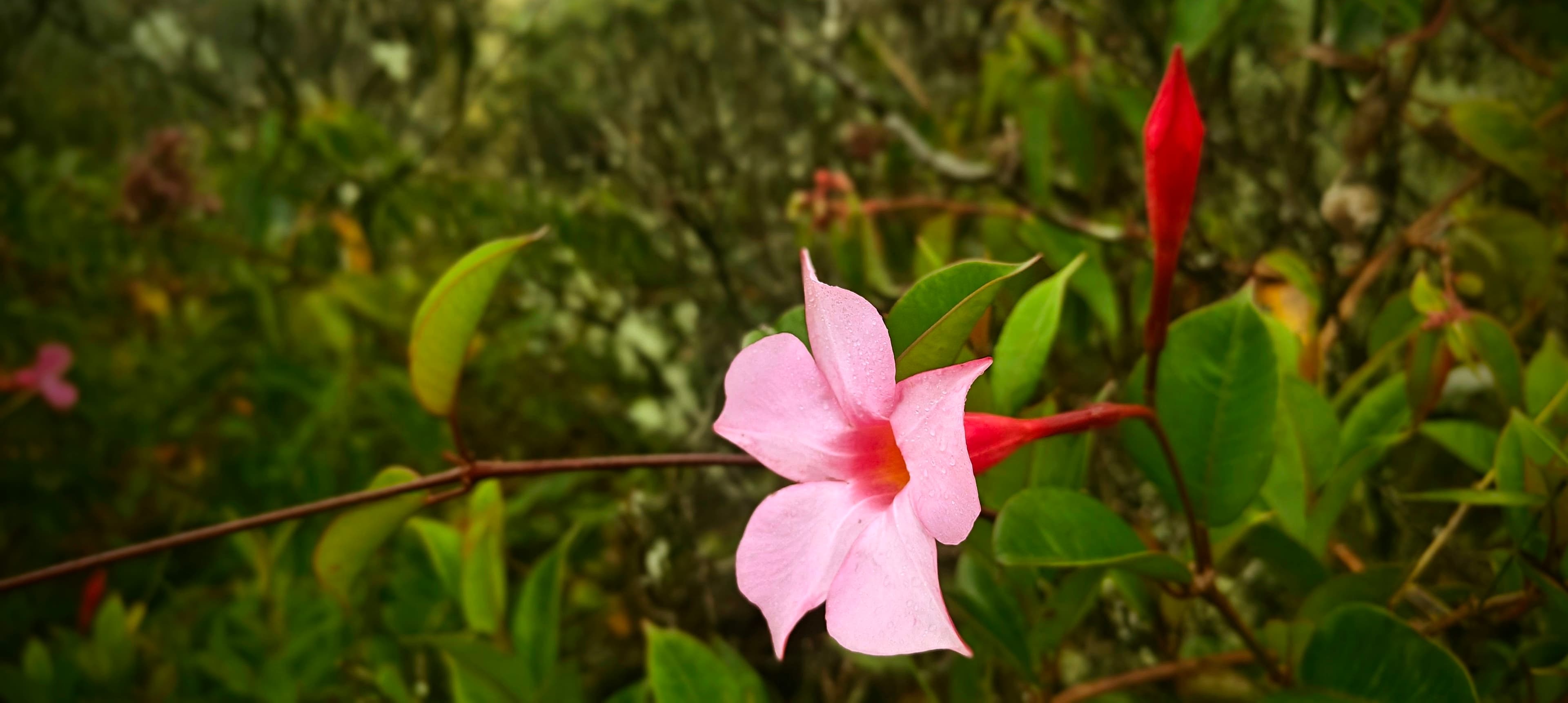Single pale pink trumpet-shaped flower with a red bud among glossy green leaves.
