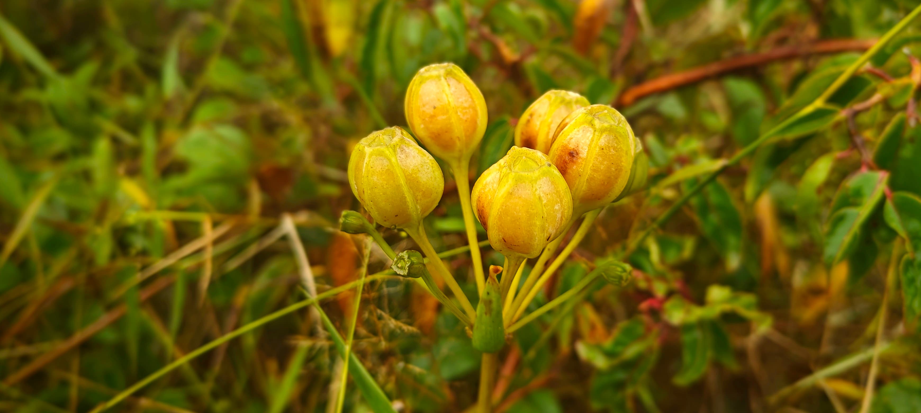 Cluster of round yellow seed capsules on a stem among low vegetation.