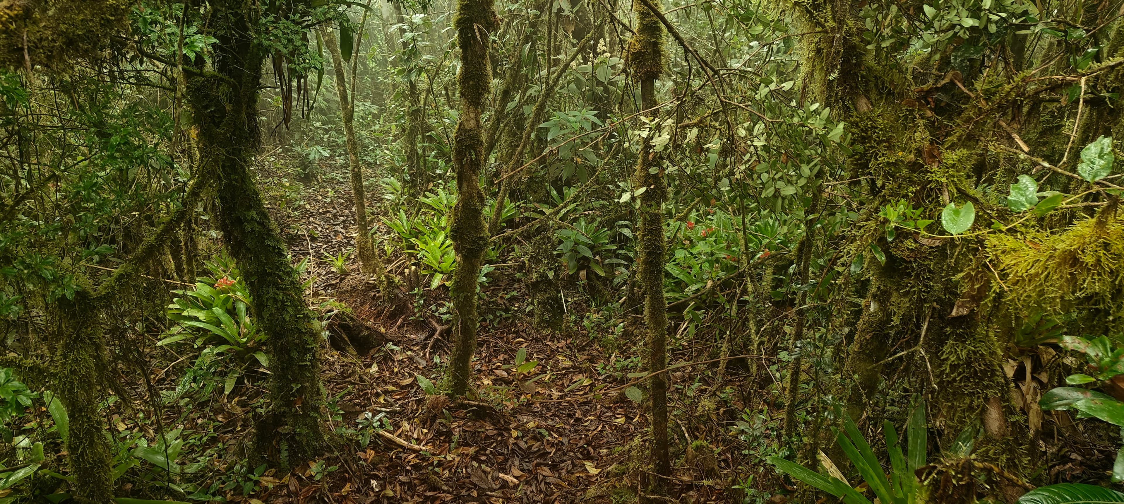 Narrow leaf-covered trail winding through dense mossy Atlantic Forest.