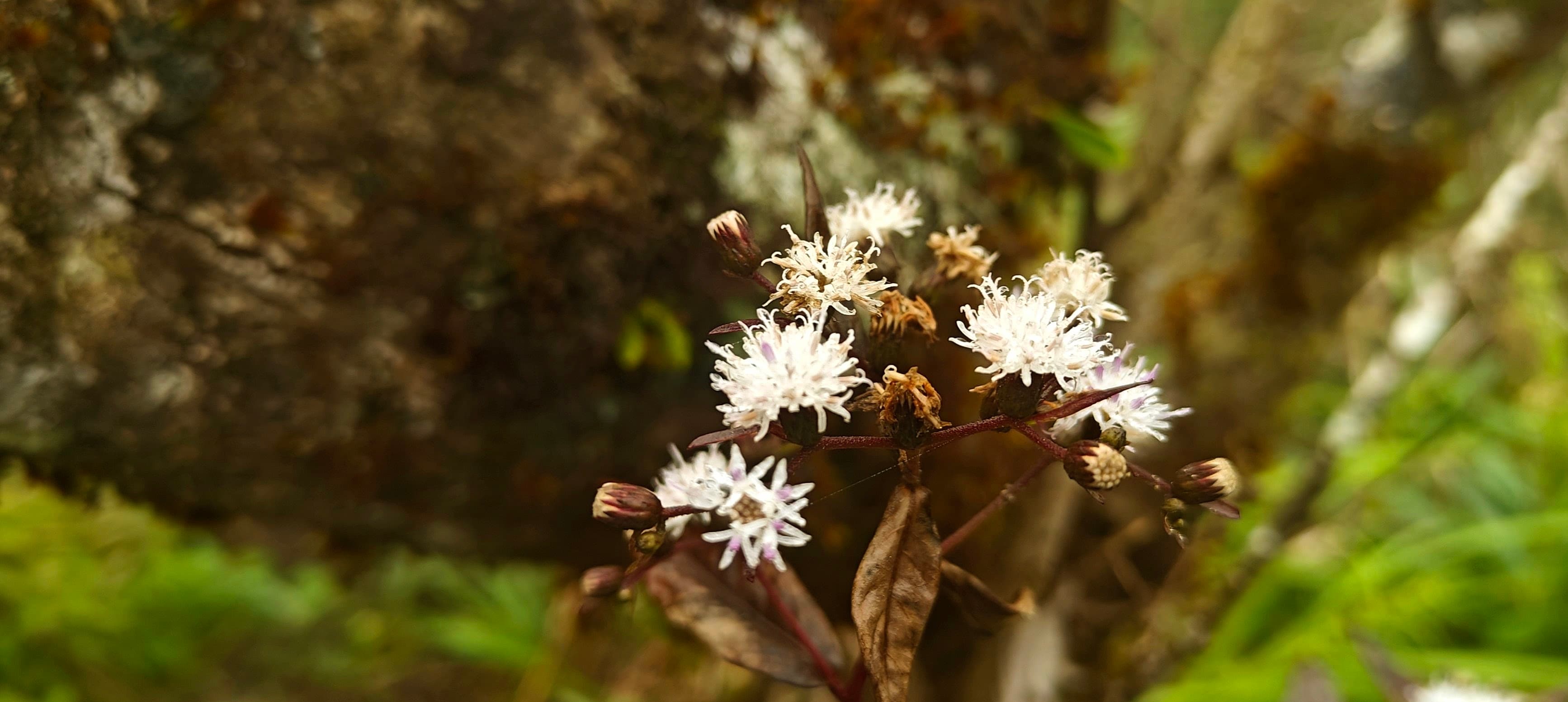 Cluster of tiny white flowers with reddish stems against a blurred forest background.