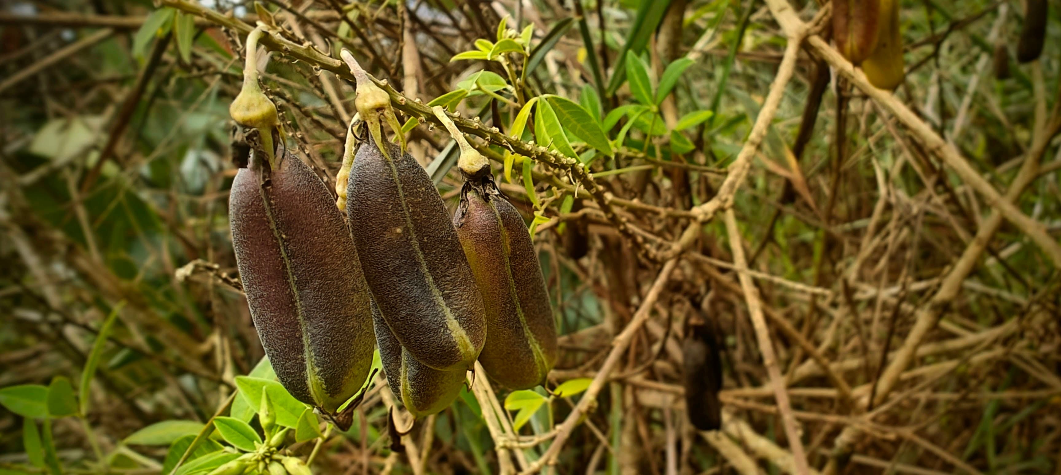 Several dark elongated seed pods hanging from a woody vine in dense vegetation.