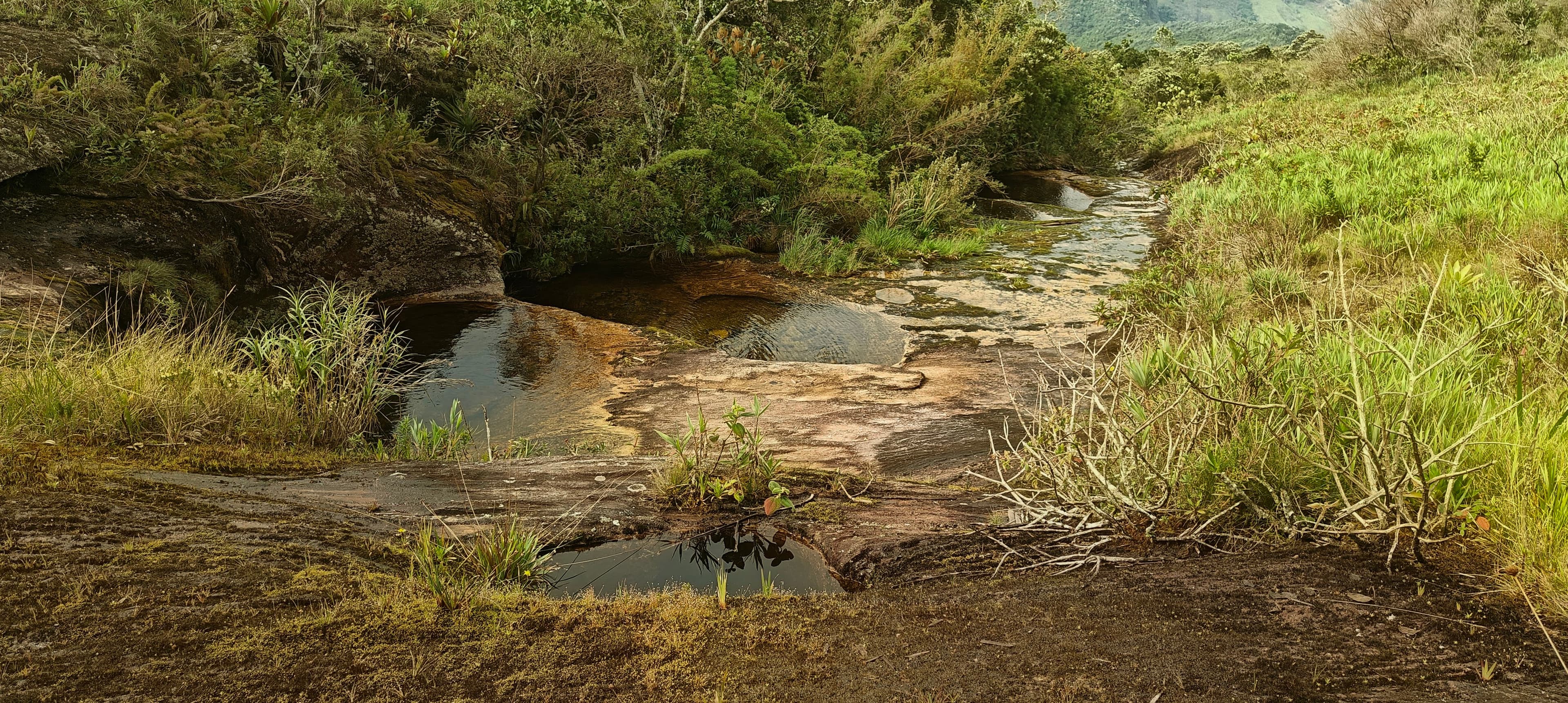 Small stream flowing over smooth rock slabs beside low vegetation.