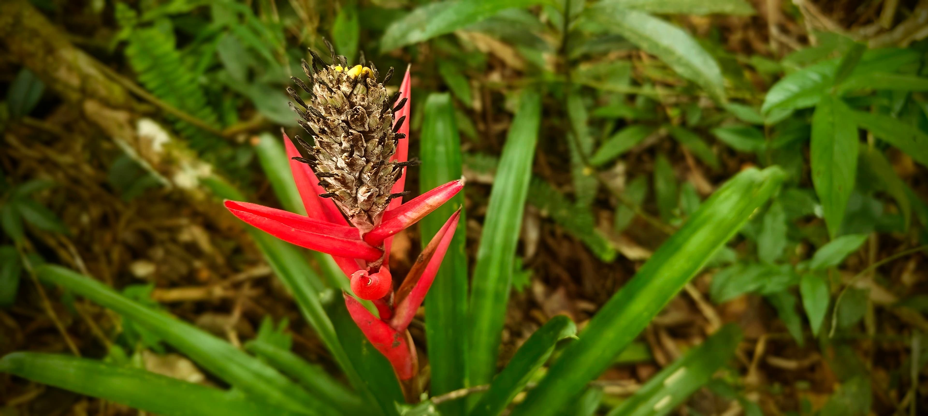 Red bromeliad flower spikes rising from green leaves beside the trail.