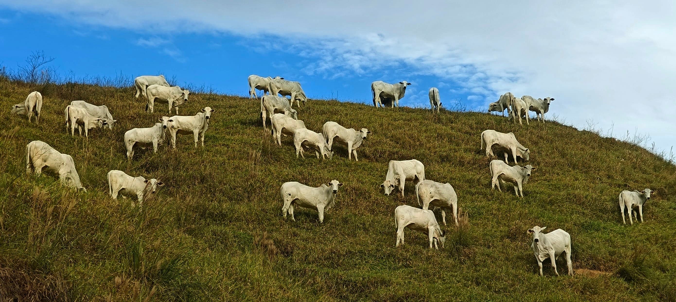 White sheep scattered across a grassy hillside beneath a strip of blue sky.