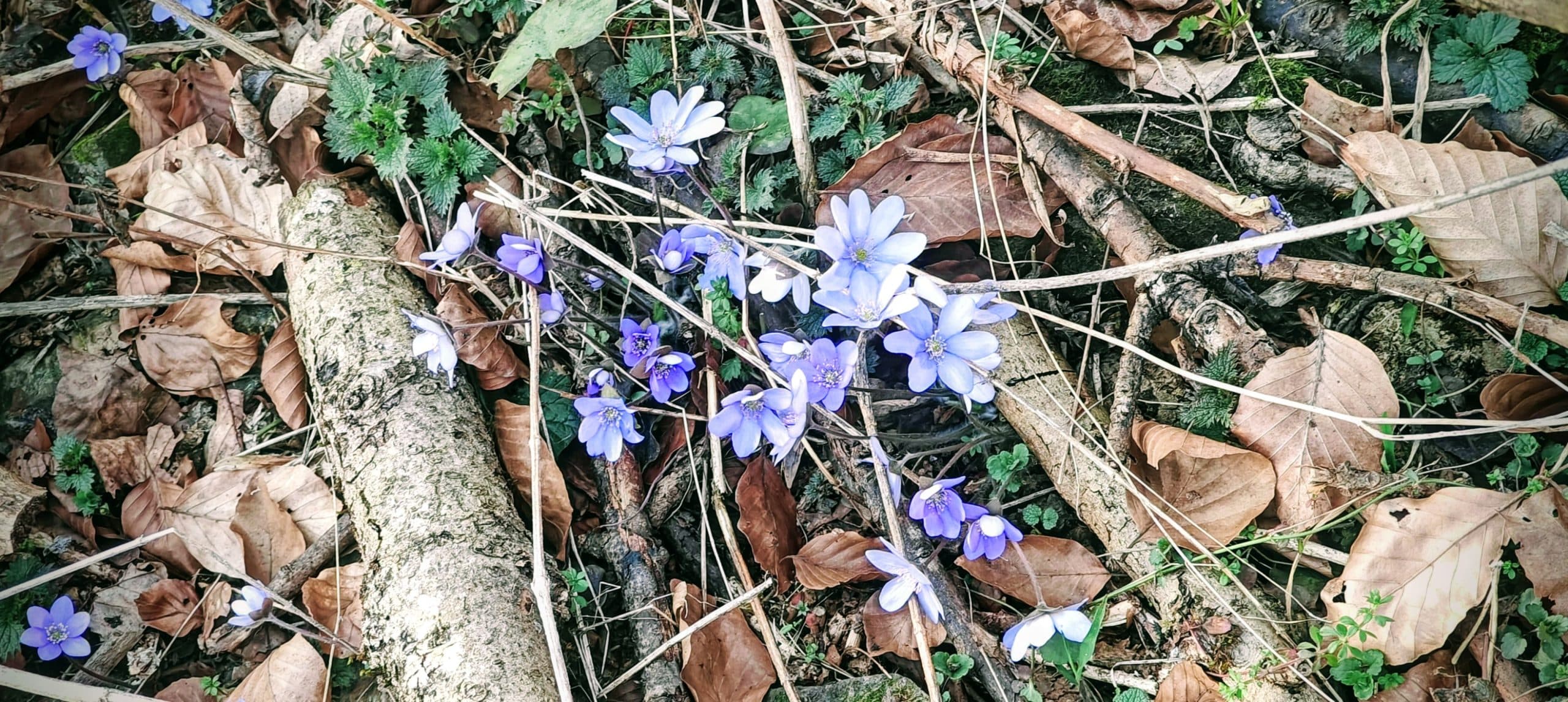 Blue-violet common hepatica flowers growing among dry leaves and fallen branches.