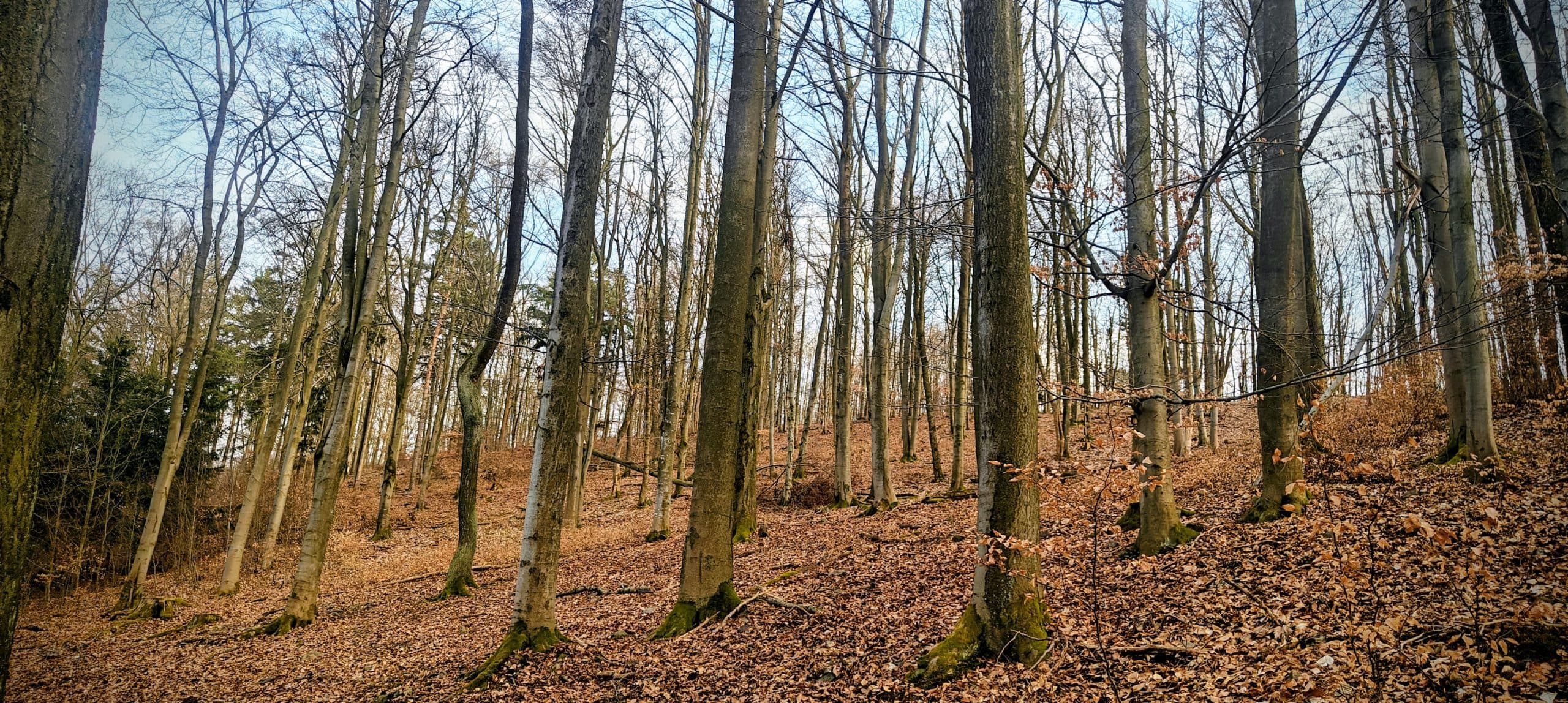 Leaf-covered track climbing through open beech woodland on Říčej.