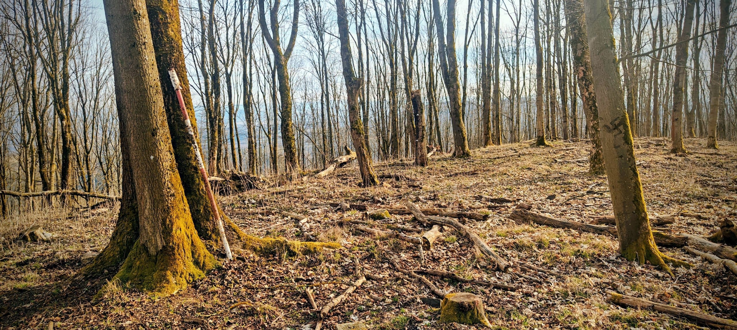 Thinned summit woodland with a red-and-white pipe leaning against a tree.