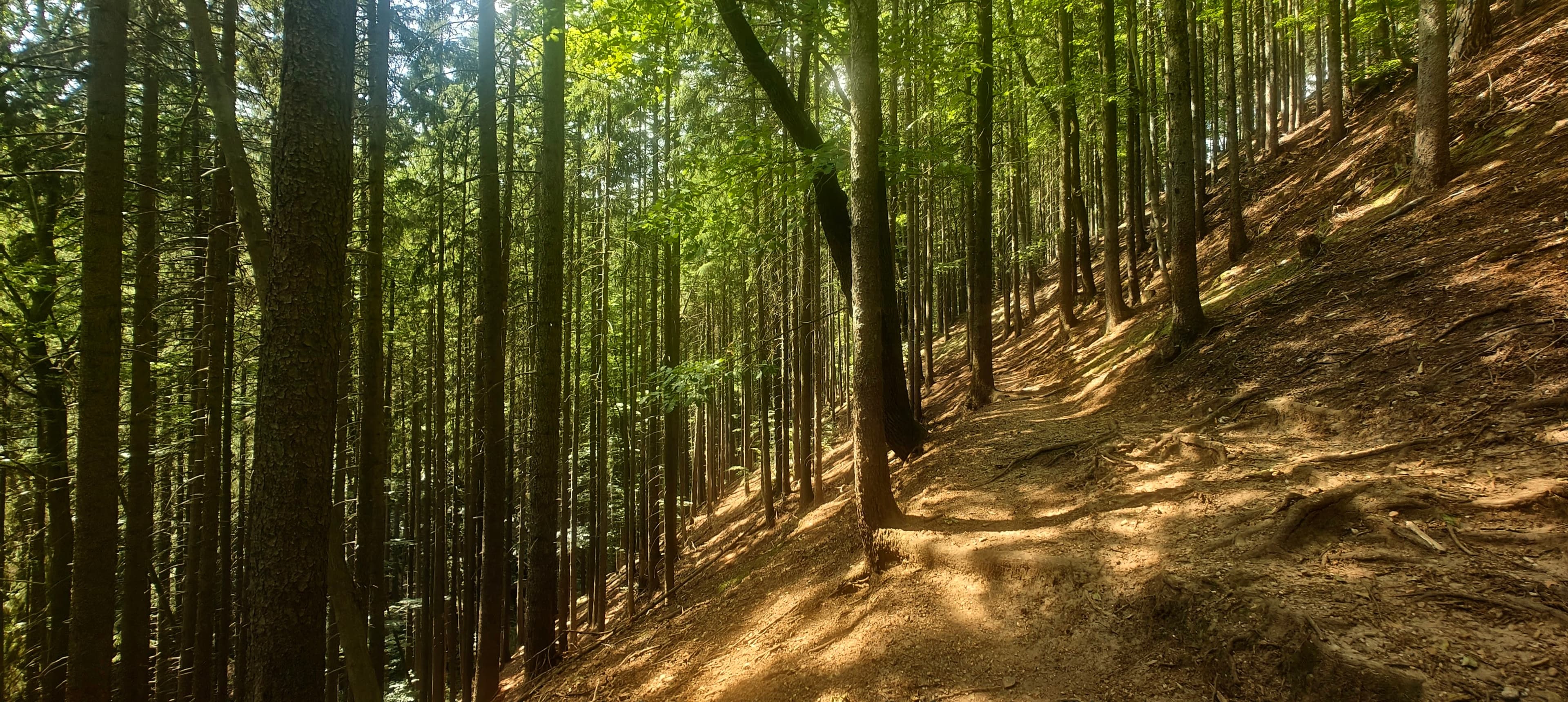 Sunlit dirt path climbing through dense forest on the lower slopes of Trójgarb.