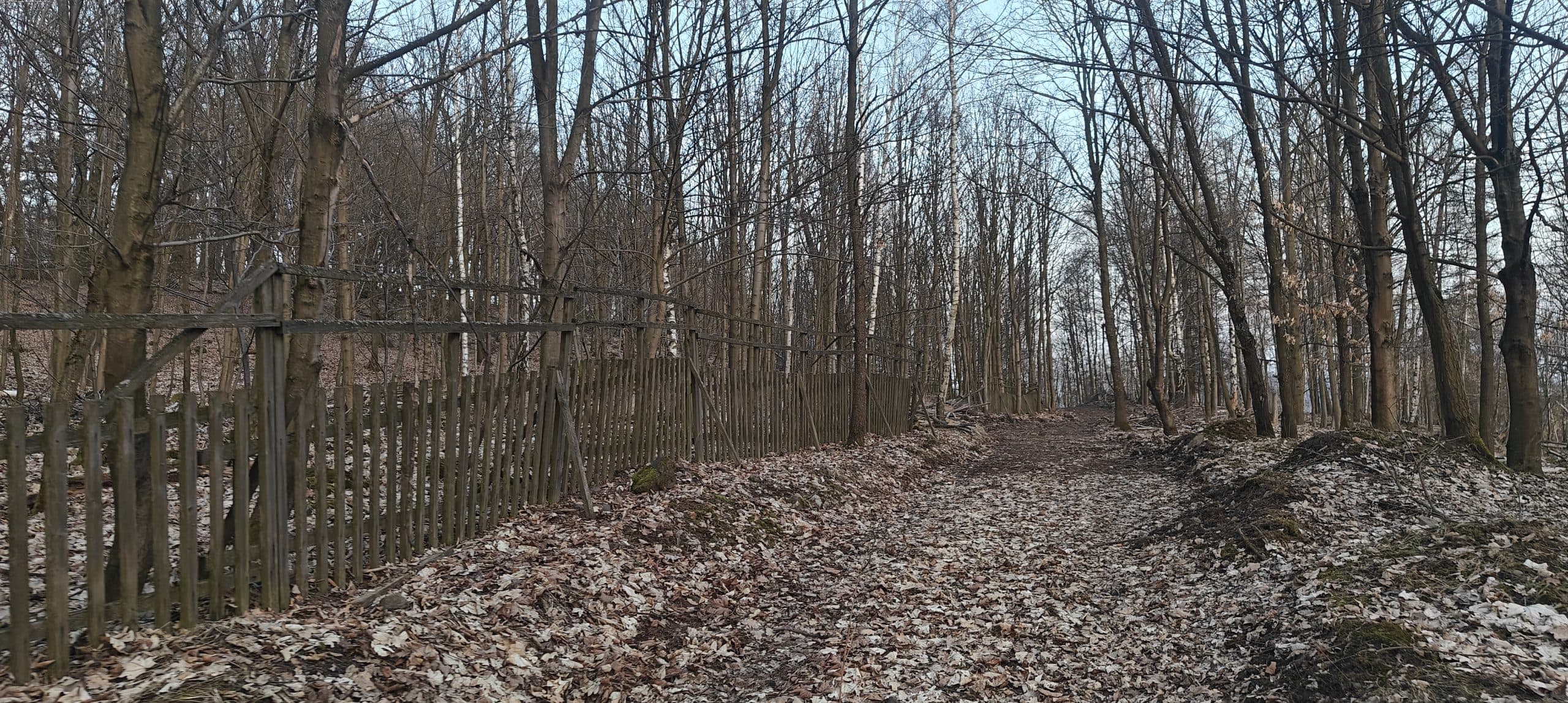 Leaf-covered forest track beside an old wooden fence on the western approach to Vaňovský vrch.
