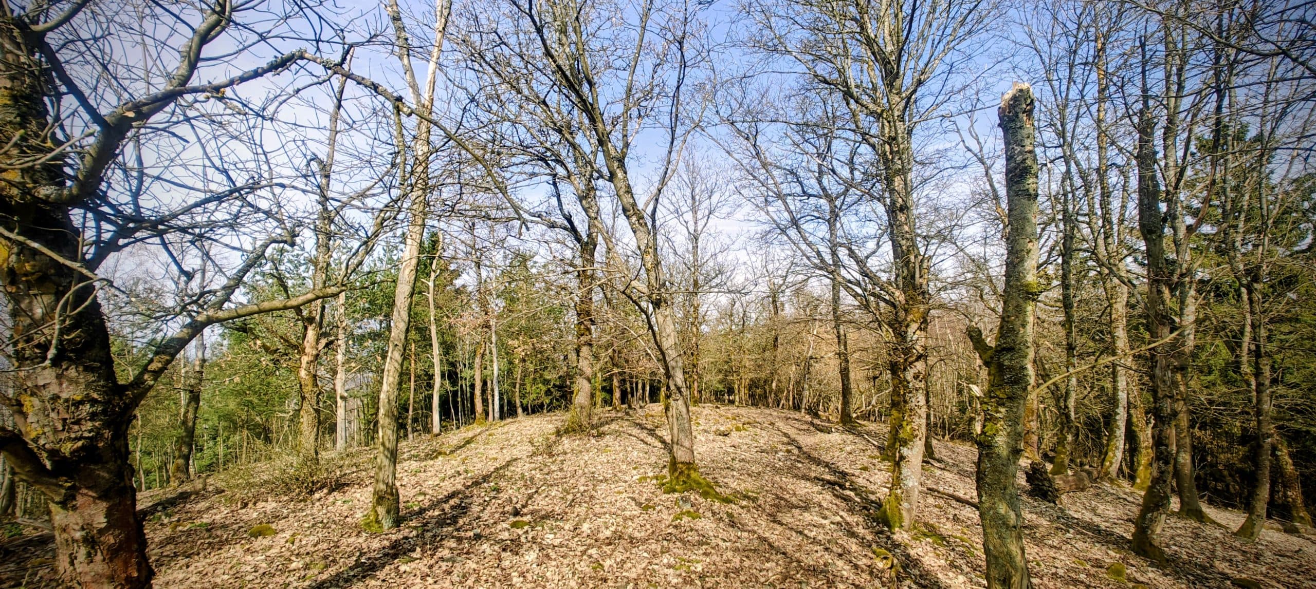 Broad leaf-covered crest in open woodland near the summit of Velký Bítov.
