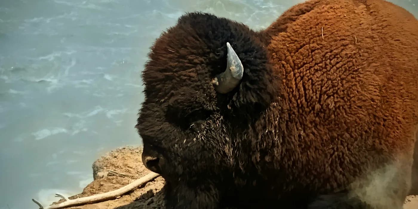 Close side view of a shaggy American bison with a curved horn and dark eye.
