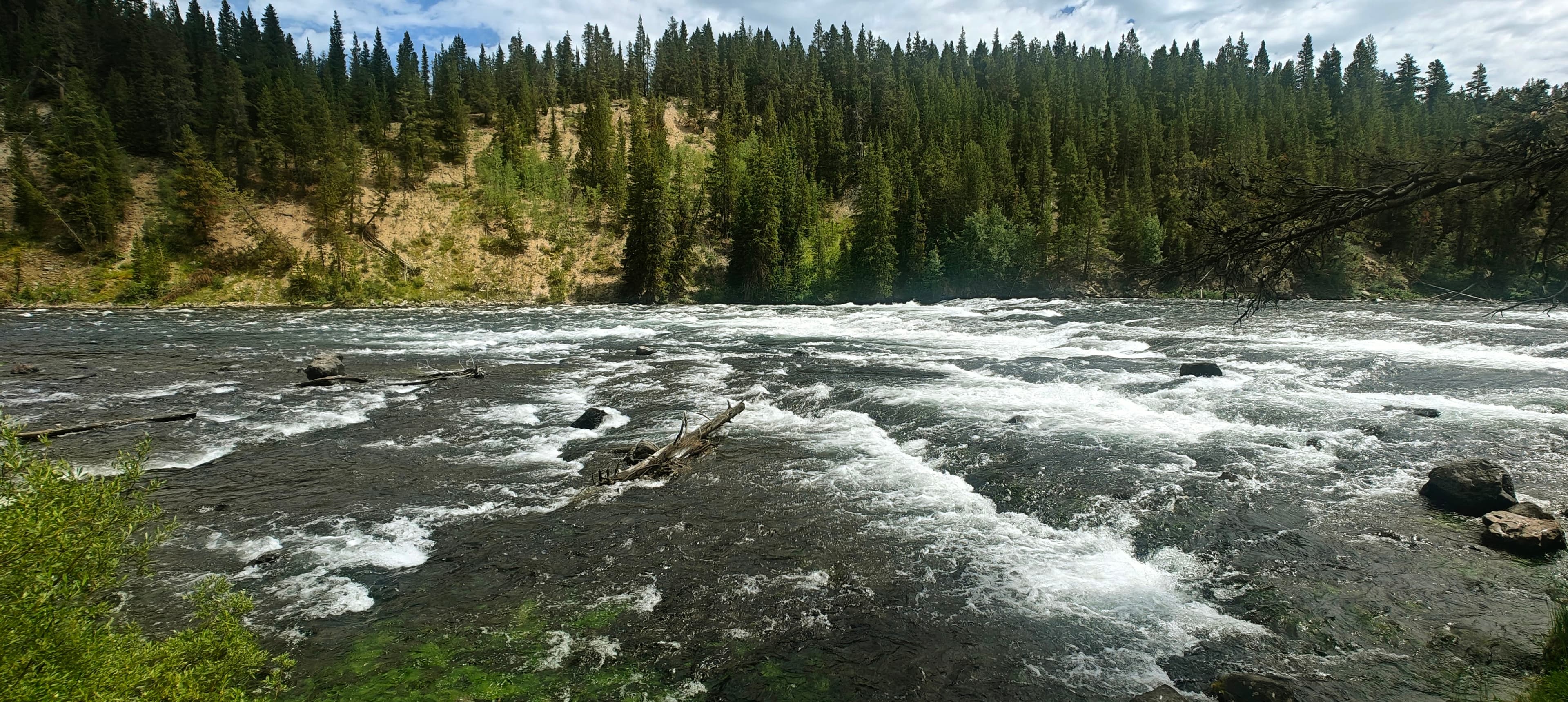 White water runs through a broad river bordered by dense conifer forest.