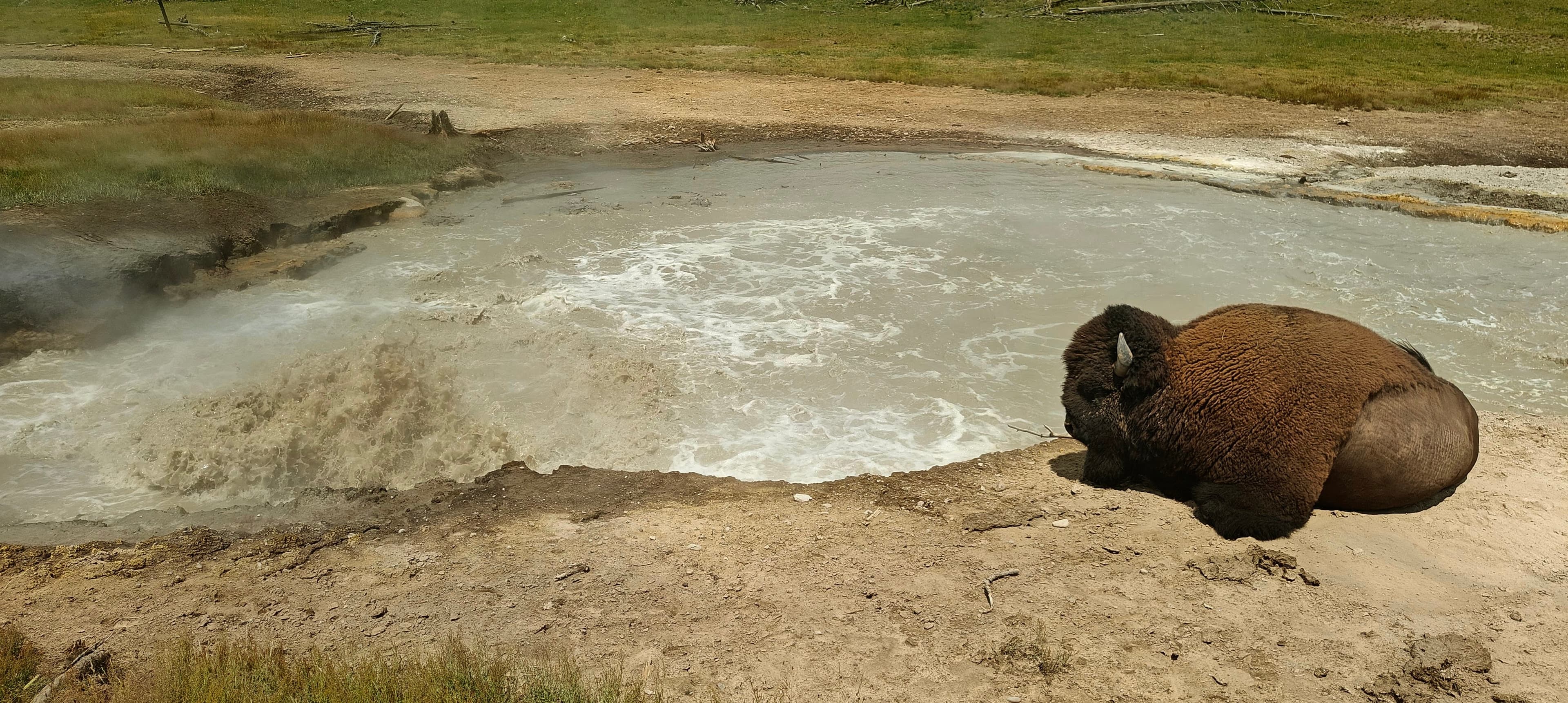 Part of a bison is visible beside a large grey pool of steaming, churning water.