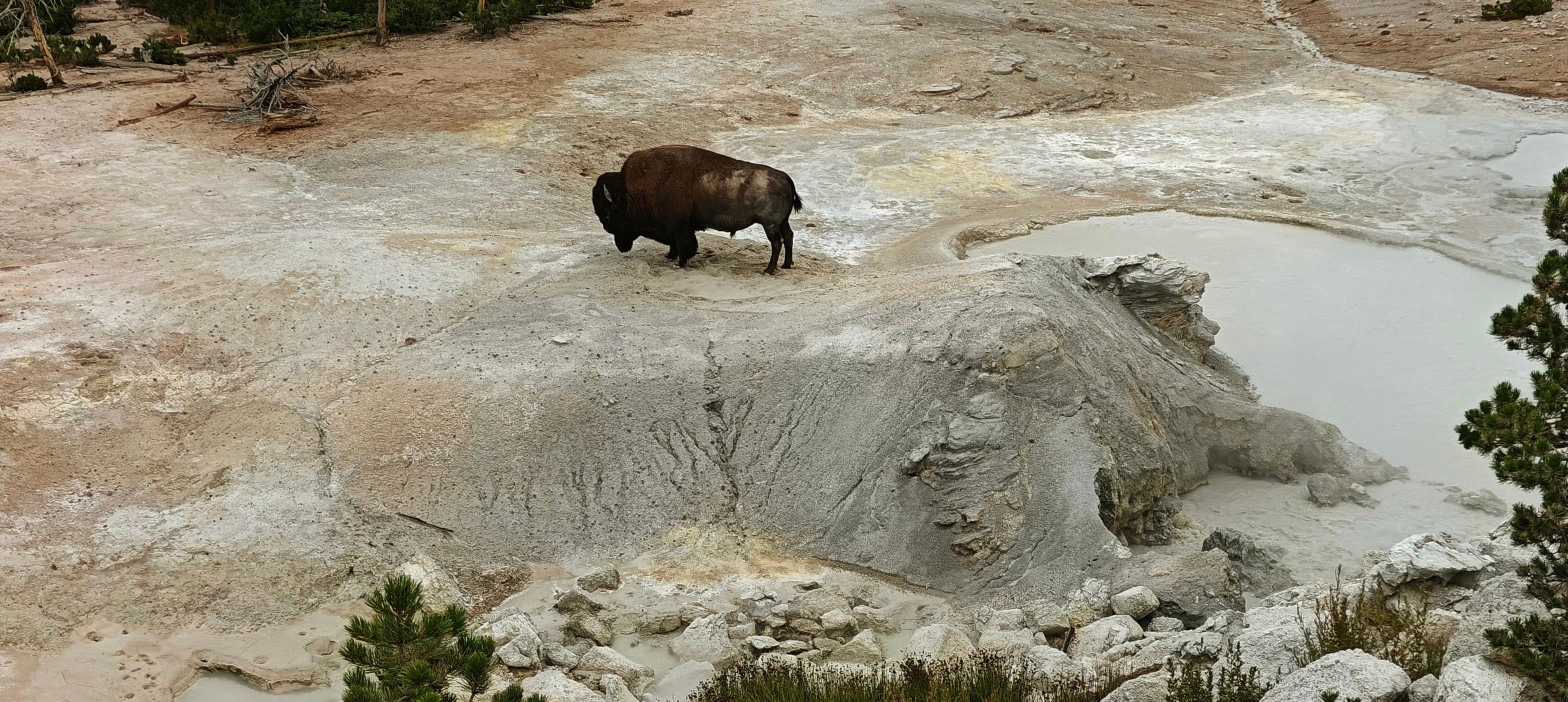 A lone American bison walks across pale steaming geothermal terrain.