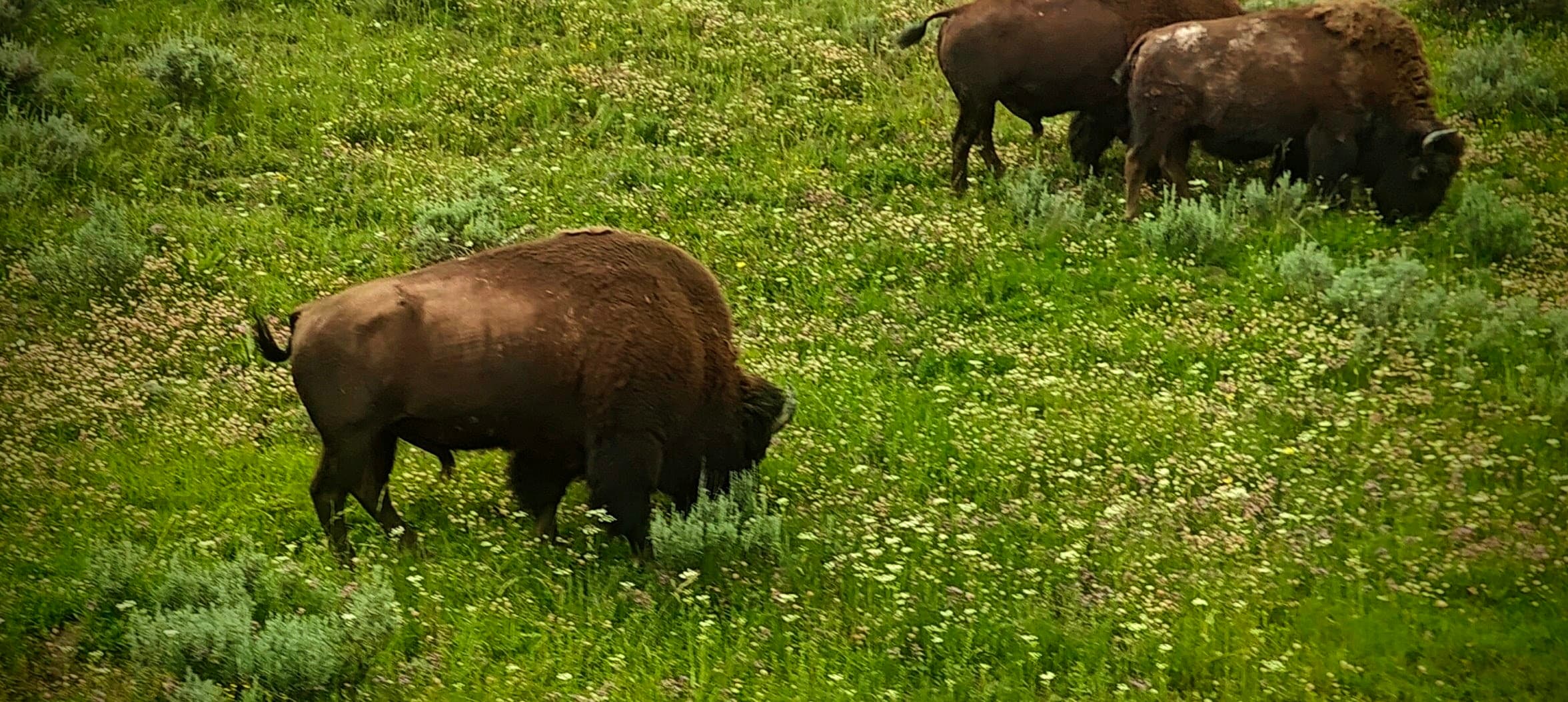 Two American bison graze in bright green grass dotted with small wildflowers.