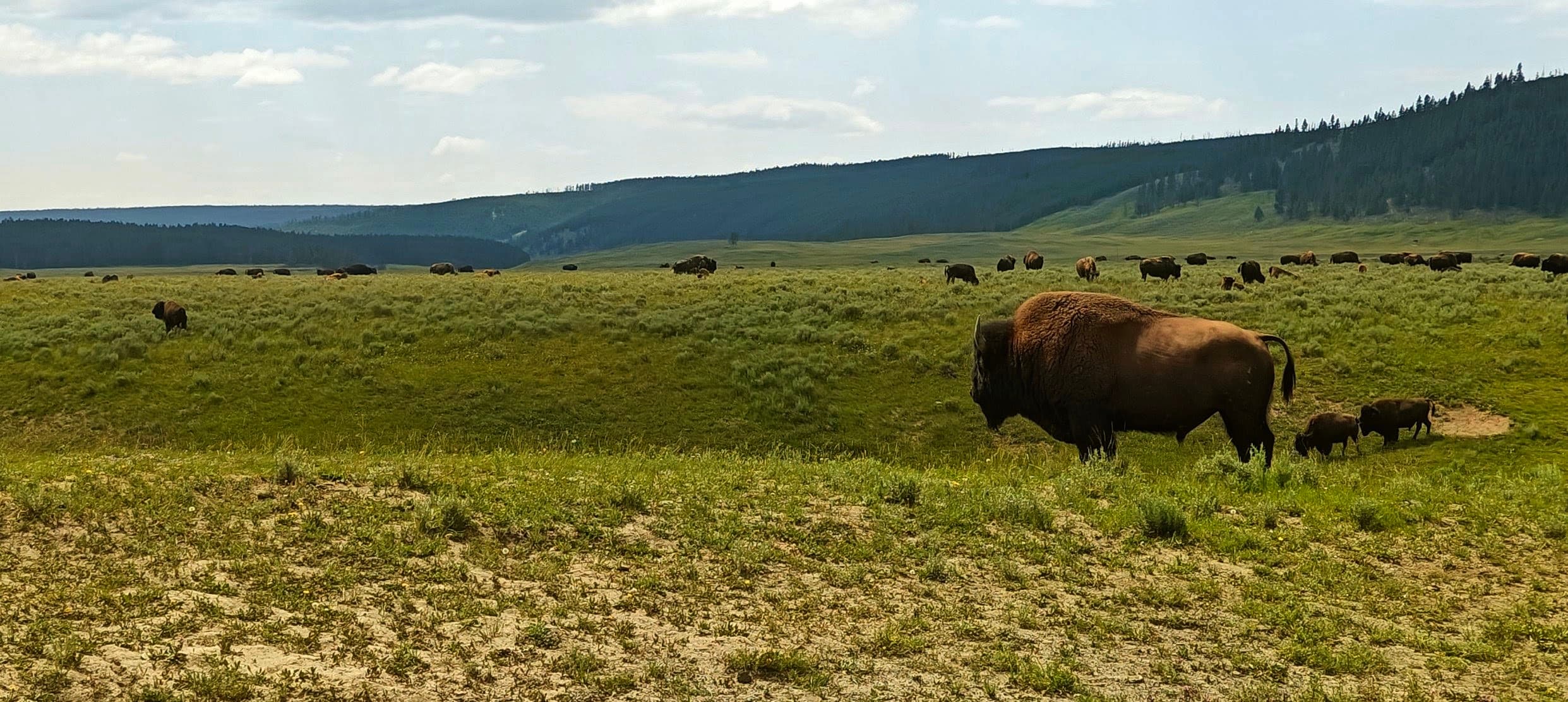 Several bison are dispersed across a broad yellow-green meadow beneath a dark ridge.