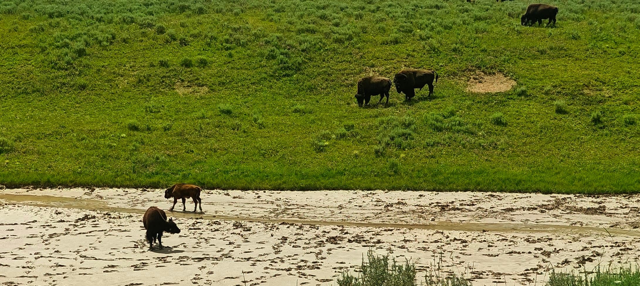 A small group of bison stands on a green slope above pale geothermal ground.