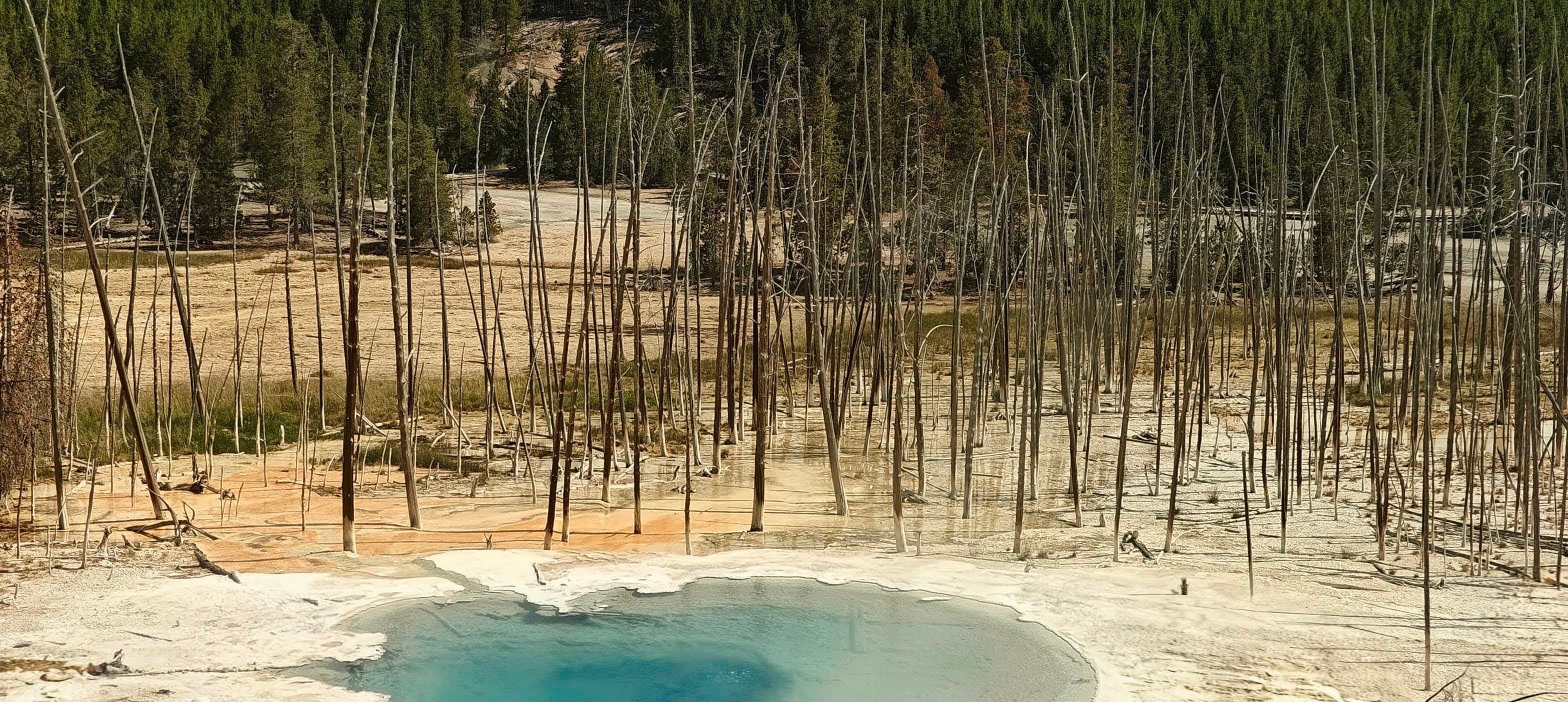 A small blue hot spring sits among pale ground and thin standing dead trees.