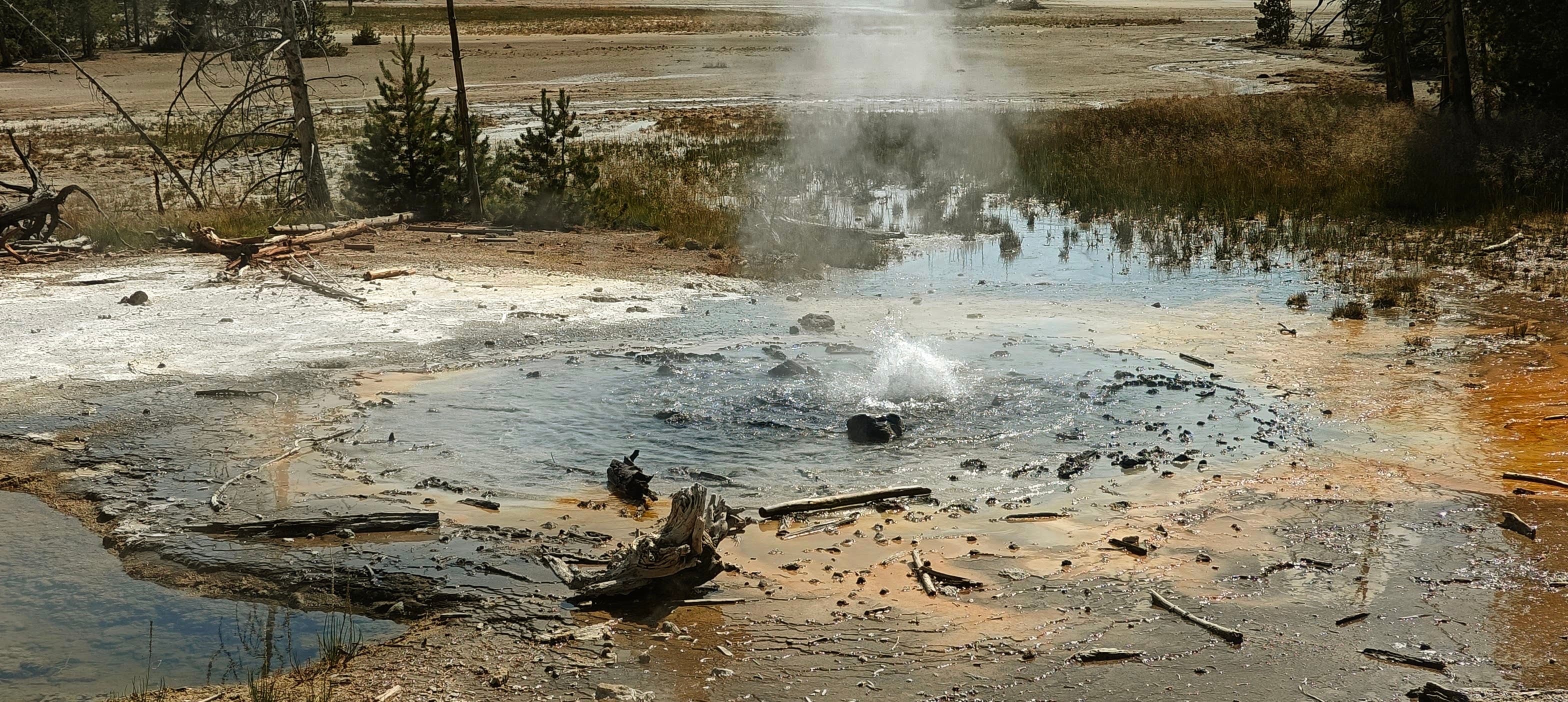 Steam drifts above shallow blue water and pale geothermal deposits scattered with deadwood.