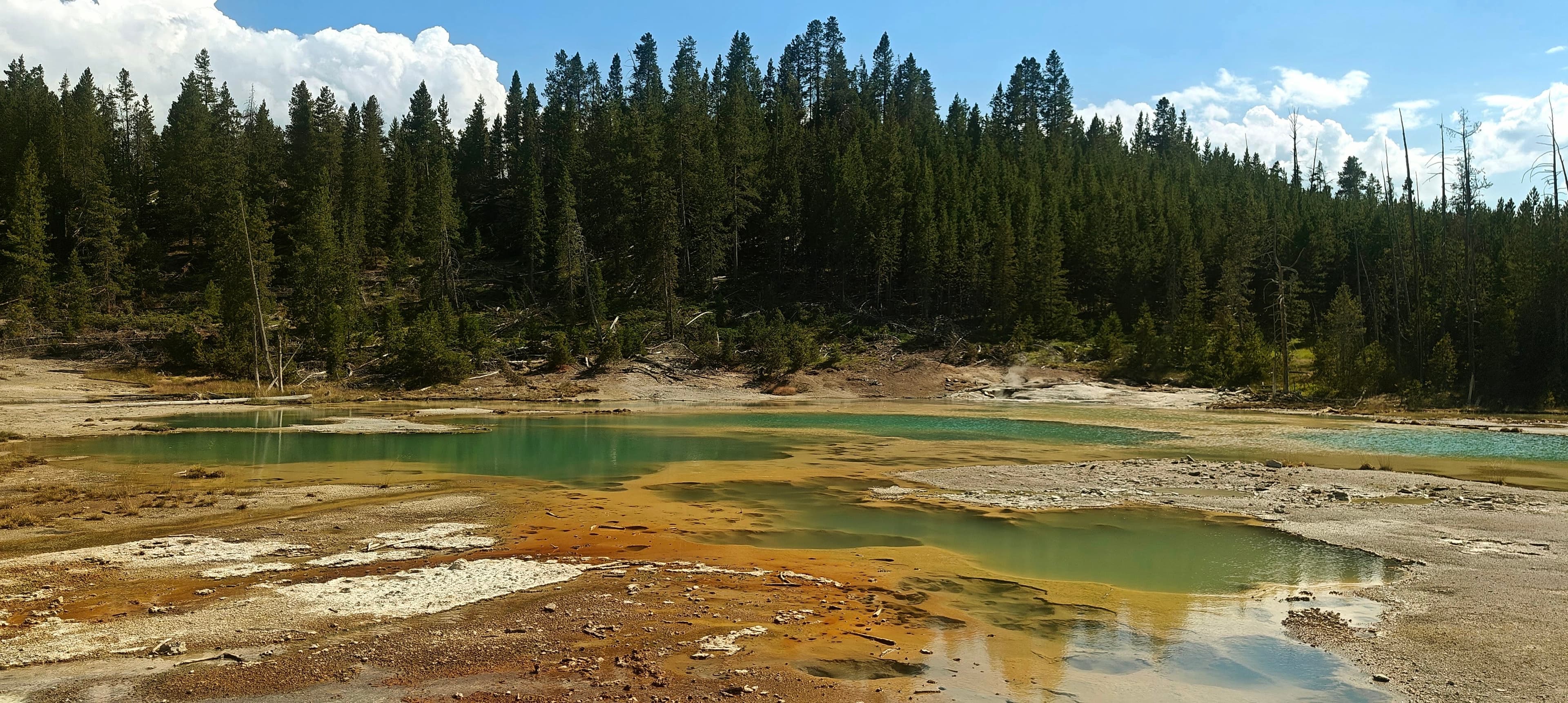 A broad geothermal basin of pale sinter, coloured pools and steam extends toward forest.