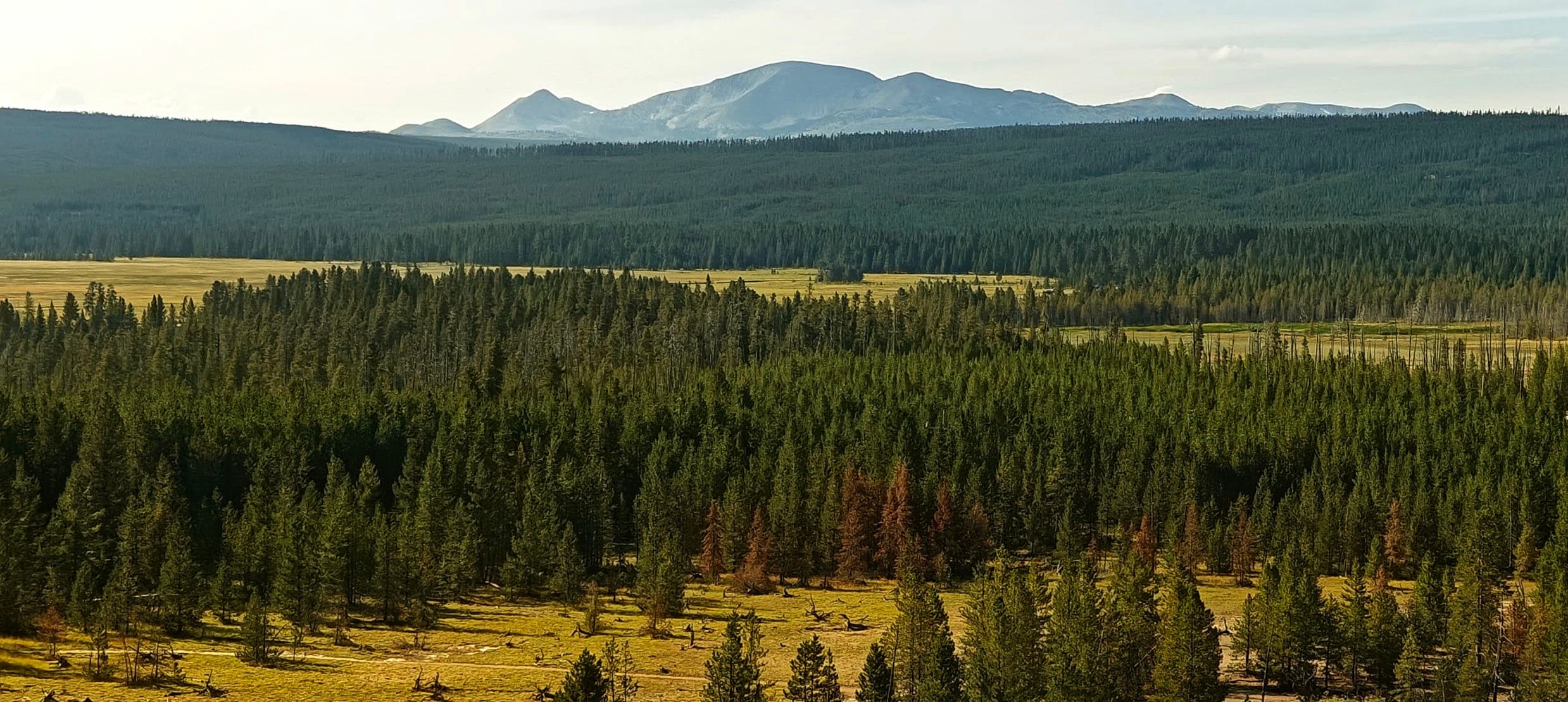 A broad conifer forest fills the foreground beneath layered blue mountain ridges.