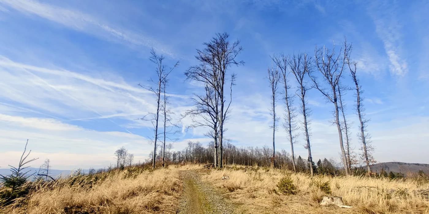 Open grassy clearing and bare trees on Koráb’s eastern ridge beneath a blue March sky.