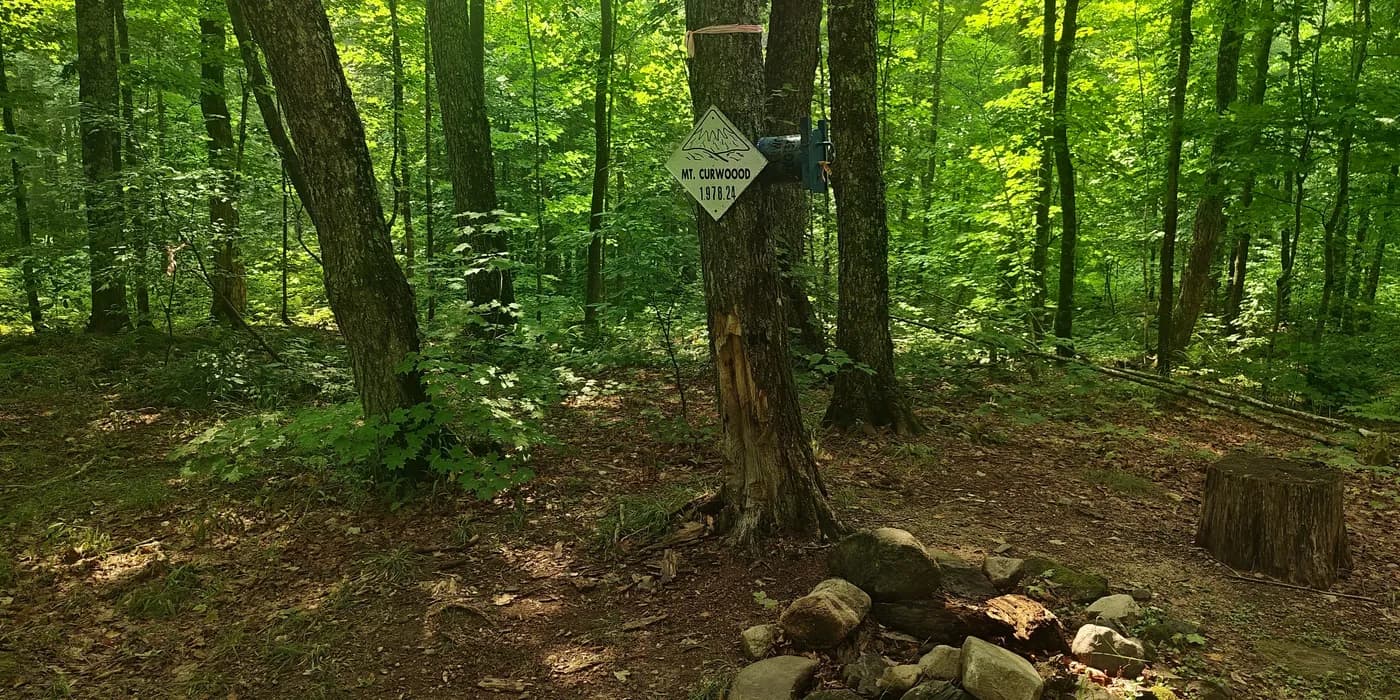 Small Mount Curwood summit marker fixed to a tree in dense green forest.