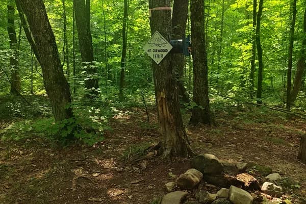 Small Mount Curwood summit marker fixed to a tree in dense green forest.