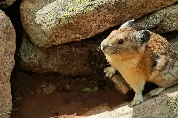 American pika sitting among broken rocks and talus on Mount Peale in Utah's La Sal Mountains.
