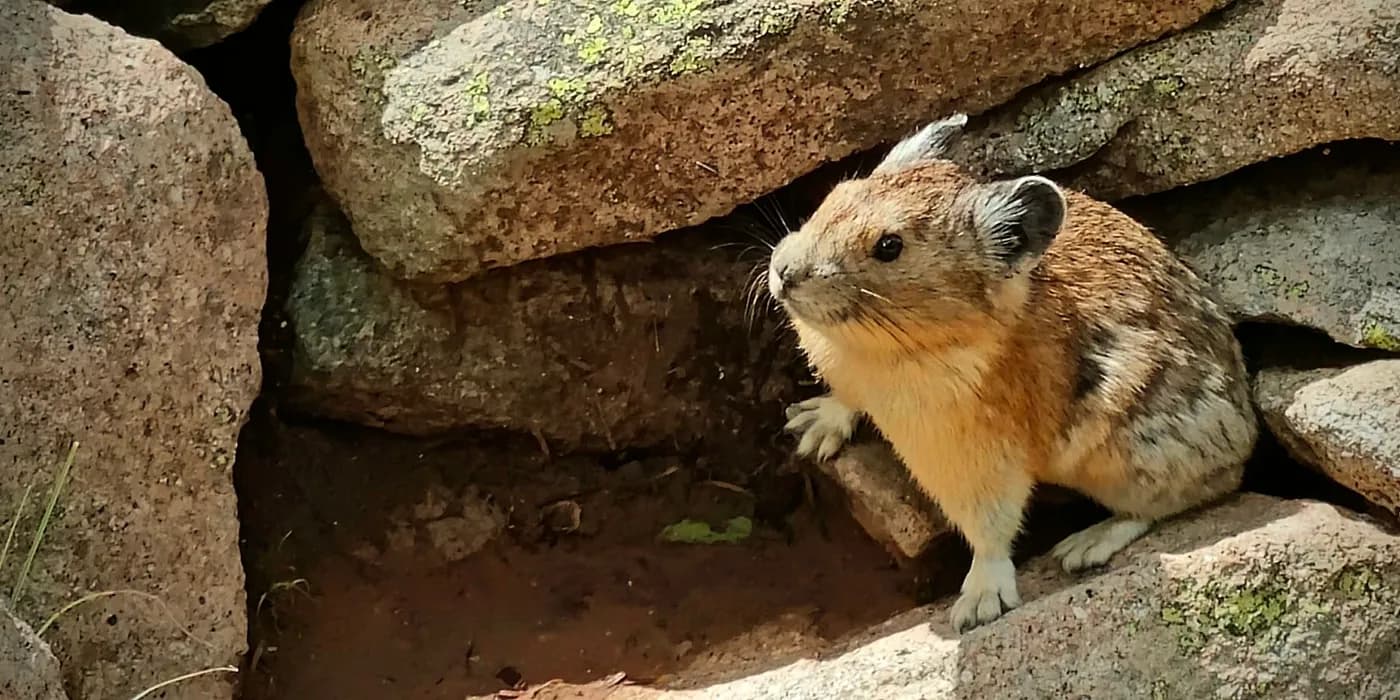 American pika sitting among broken rocks and talus on Mount Peale in Utah's La Sal Mountains.