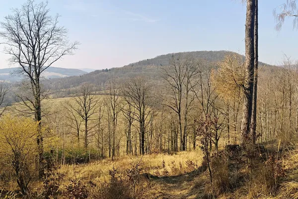 Bare deciduous woodland and pale grass on a sunlit clearing below Chmelník, with a rounded wooded ridge beyond.
