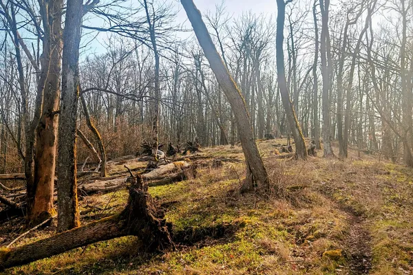 Narrow path through leafless woodland on Doubrava’s upper ridge.