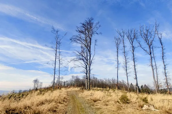 Open grassy clearing and bare trees on Koráb’s eastern ridge beneath a blue March sky.