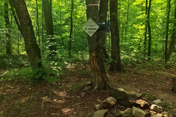 Small Mount Curwood summit marker fixed to a tree in dense green forest.